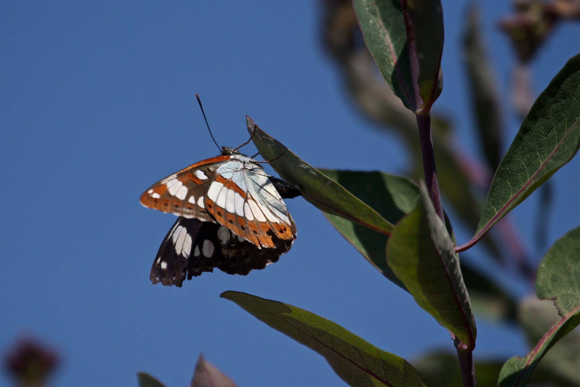 Southern White Admiral