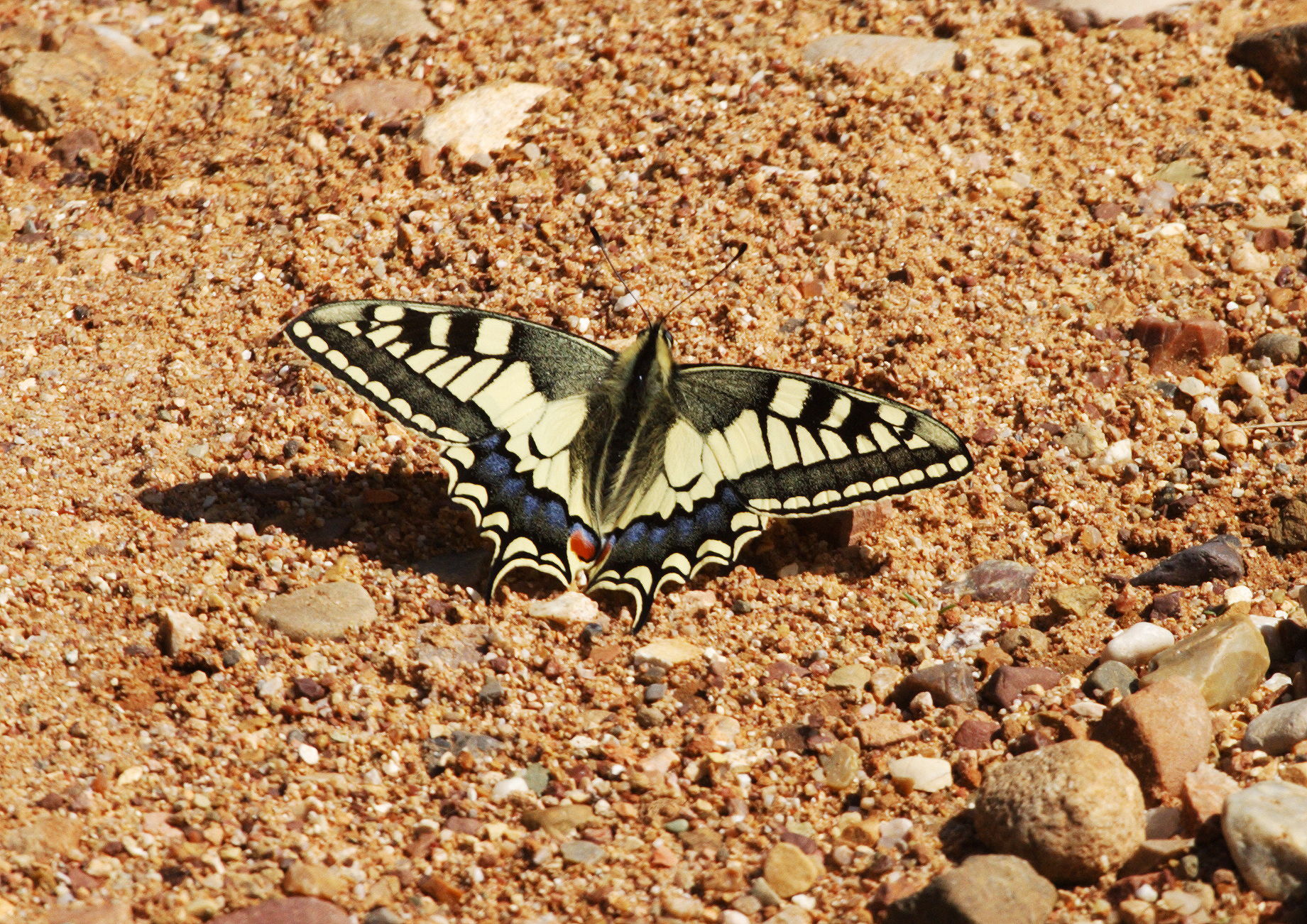 Swallowtail