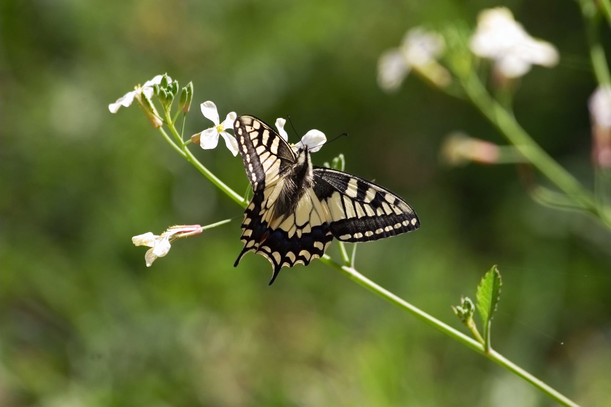 Swallowtail