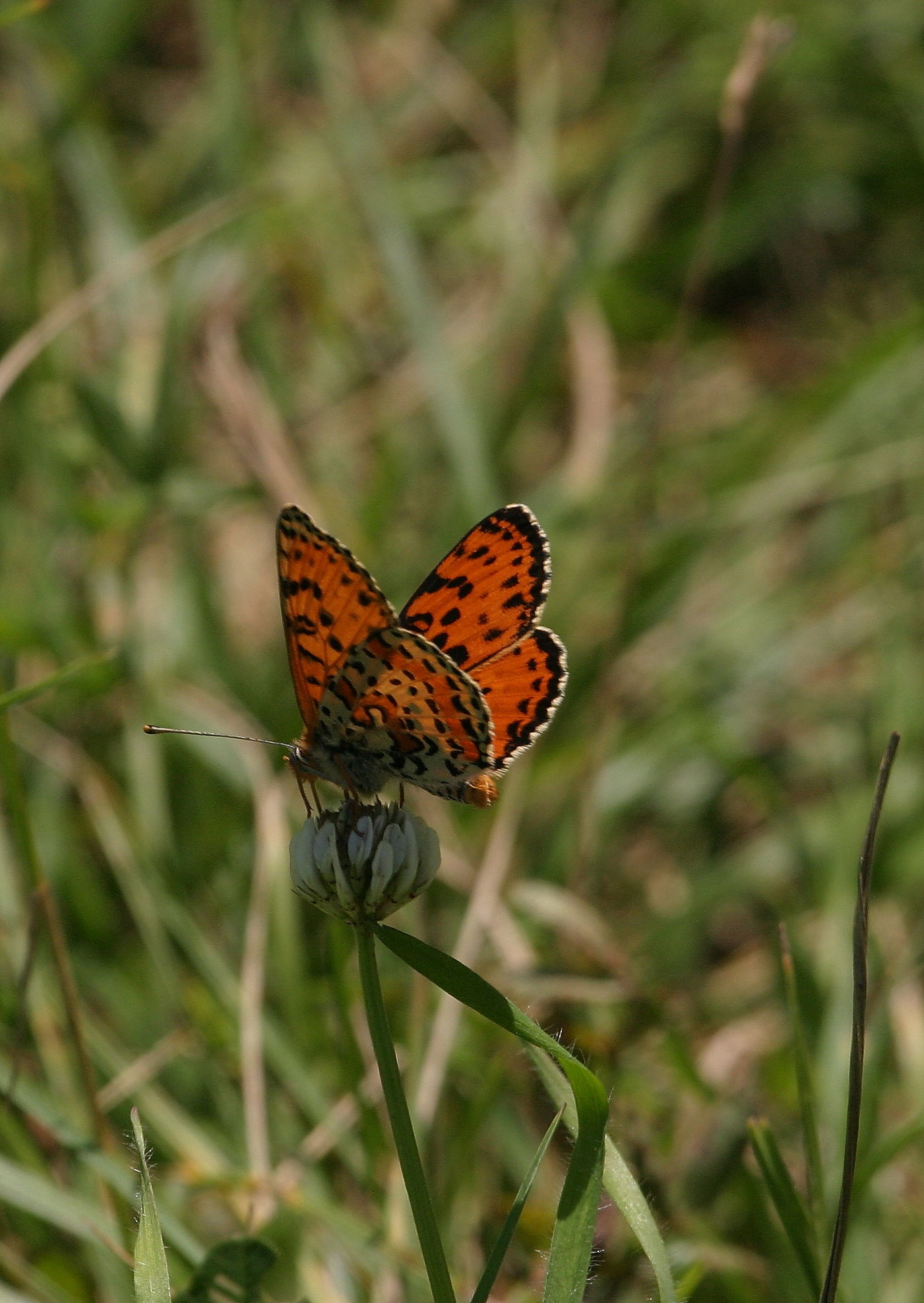 Spotted Fritillary