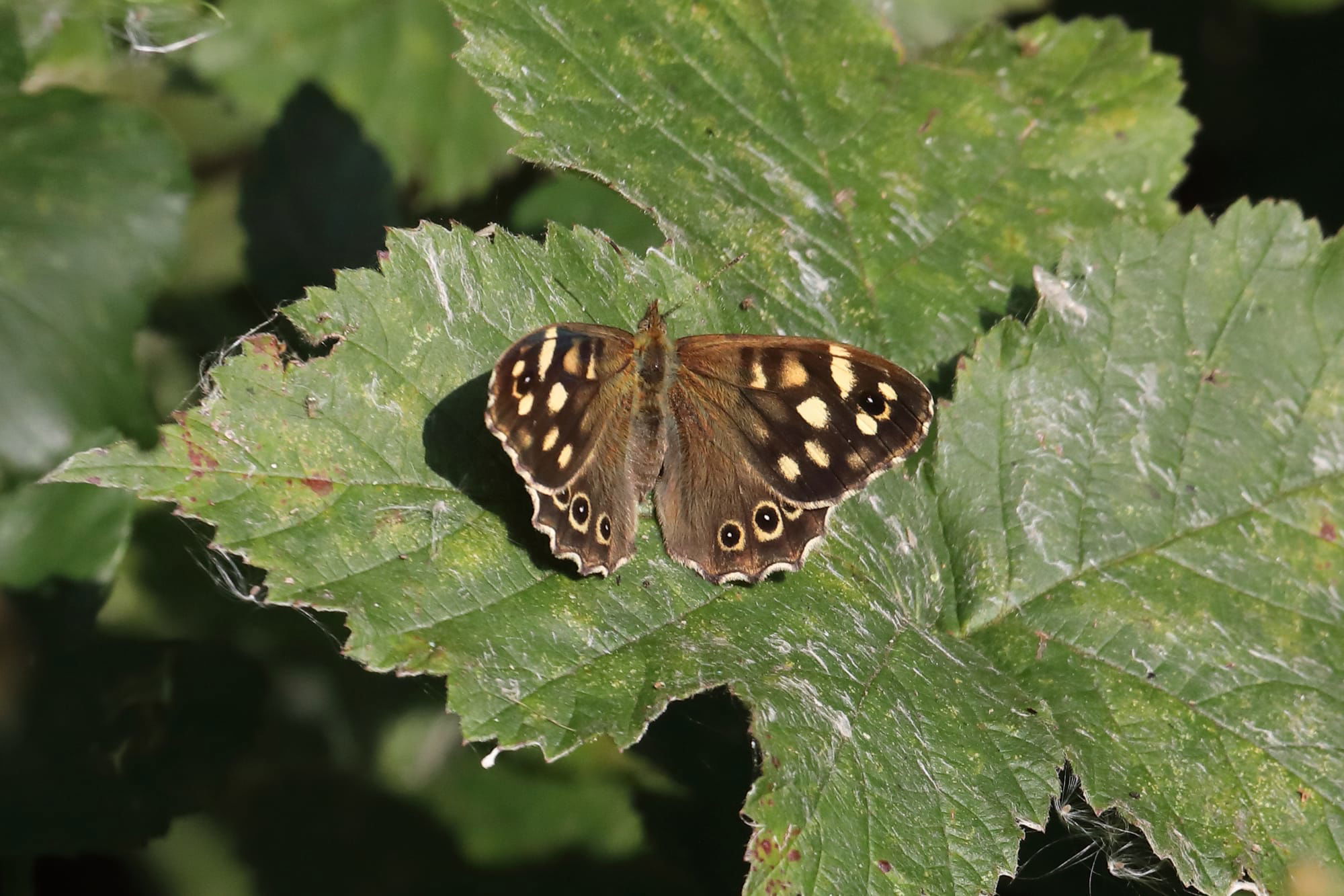 Speckled Wood