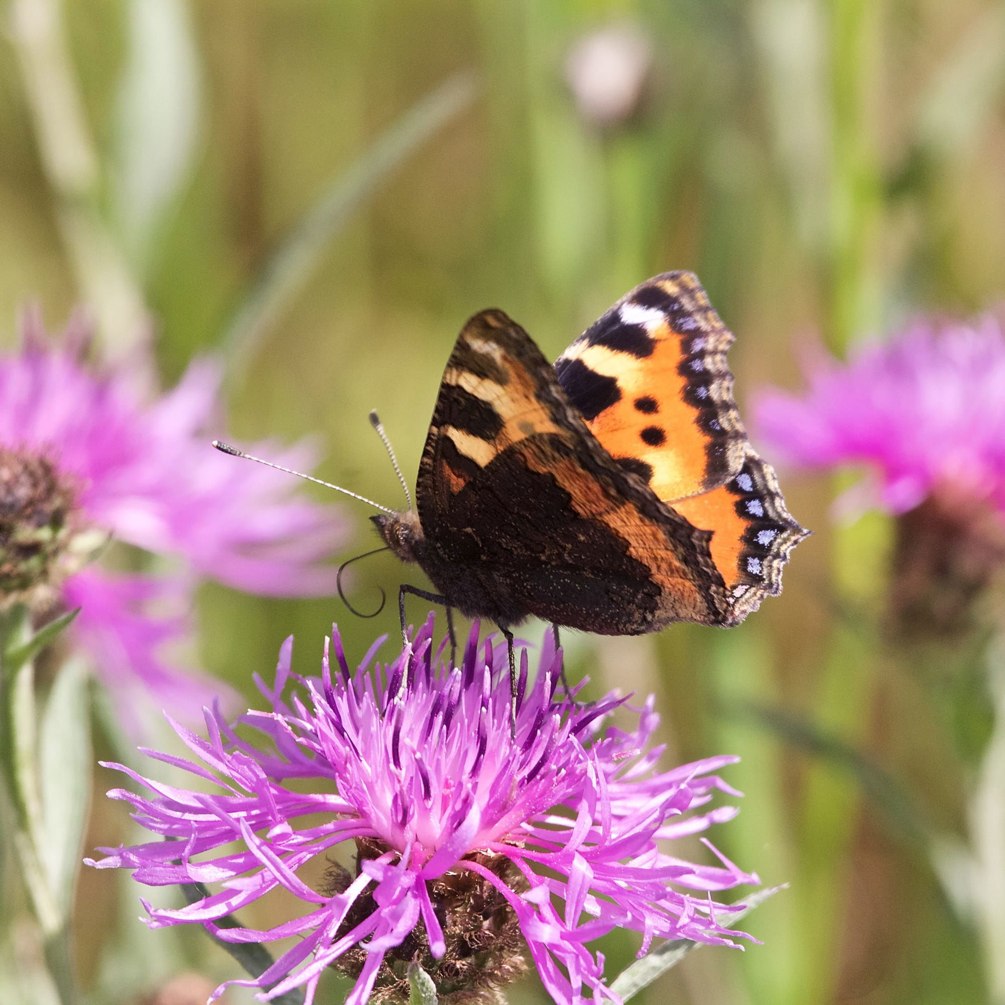 Small Tortoiseshell