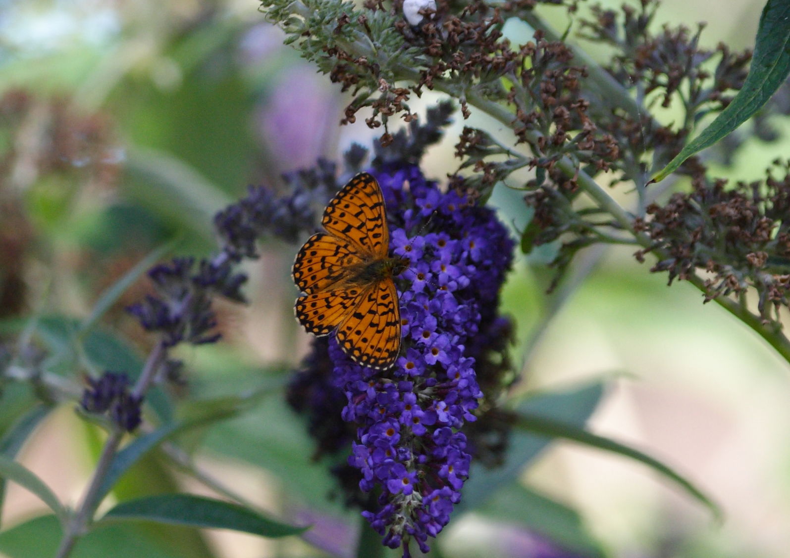 Small Pearl-bordered Fritillary