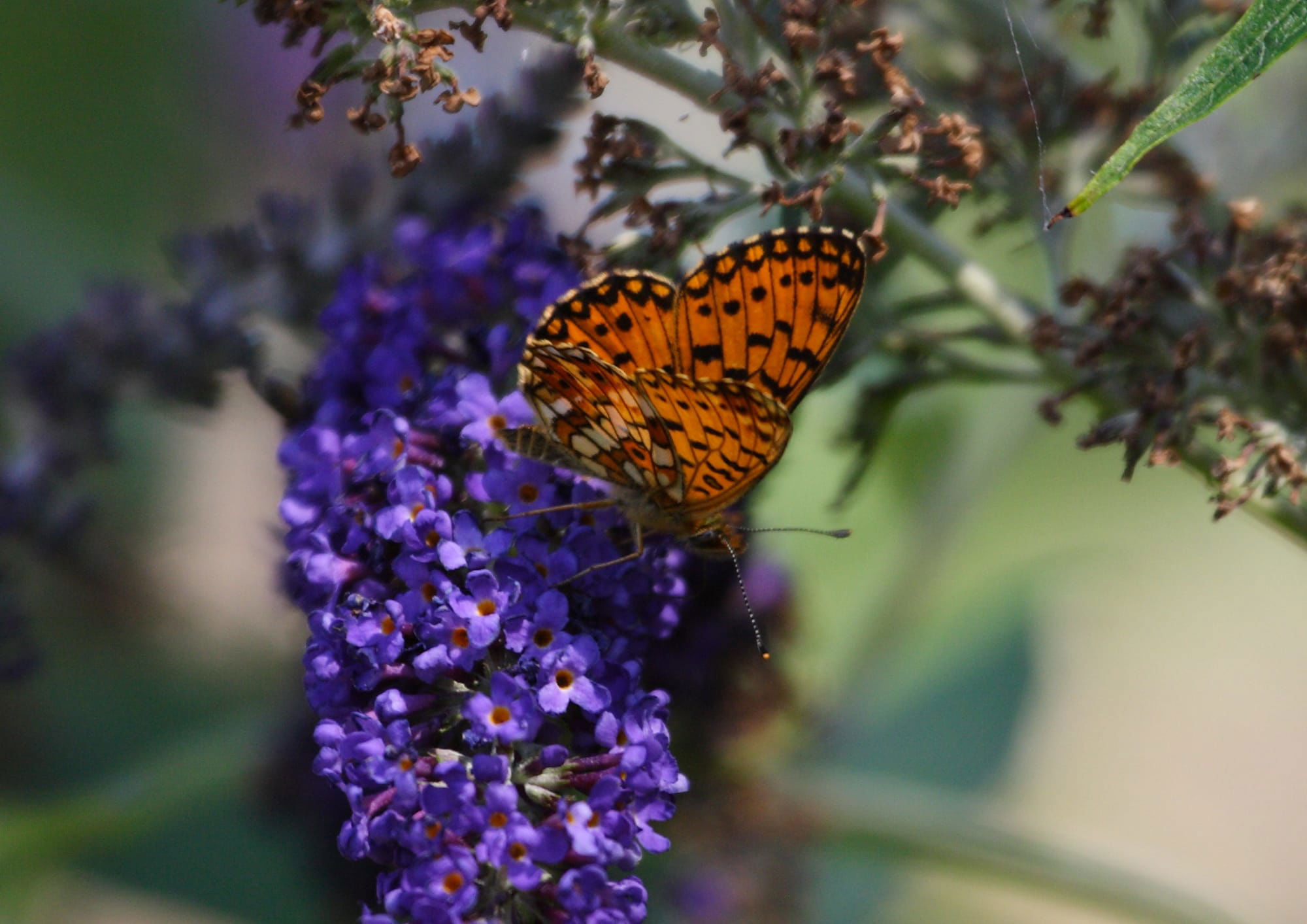 Small Pearl-bordered Fritillary