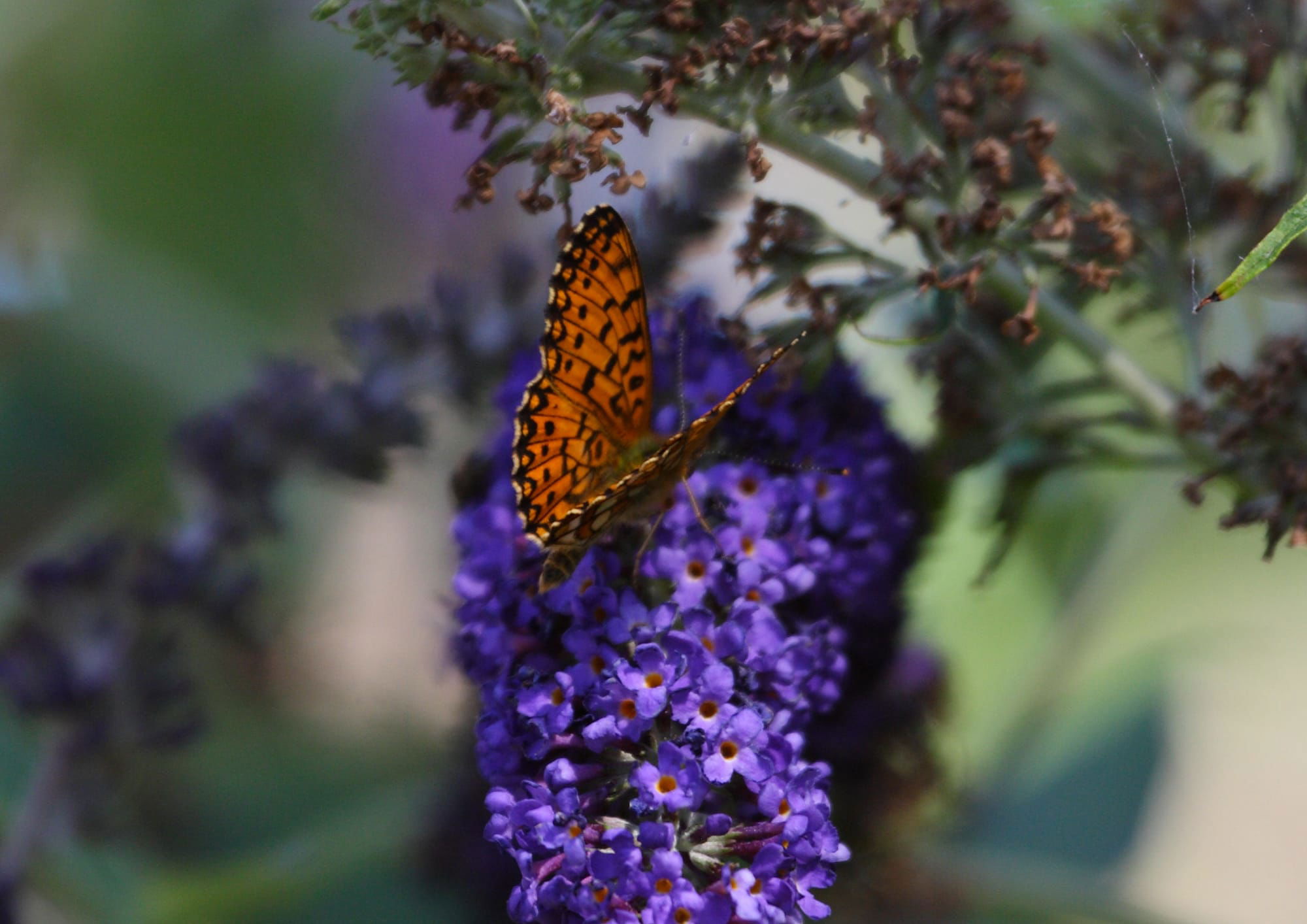 Small Pearl-bordered Fritillary