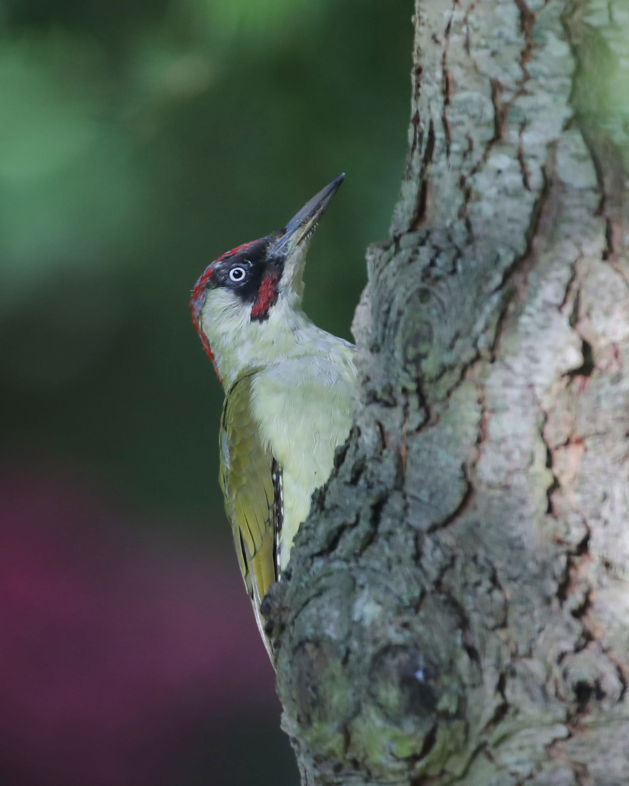 Green Woodpecker