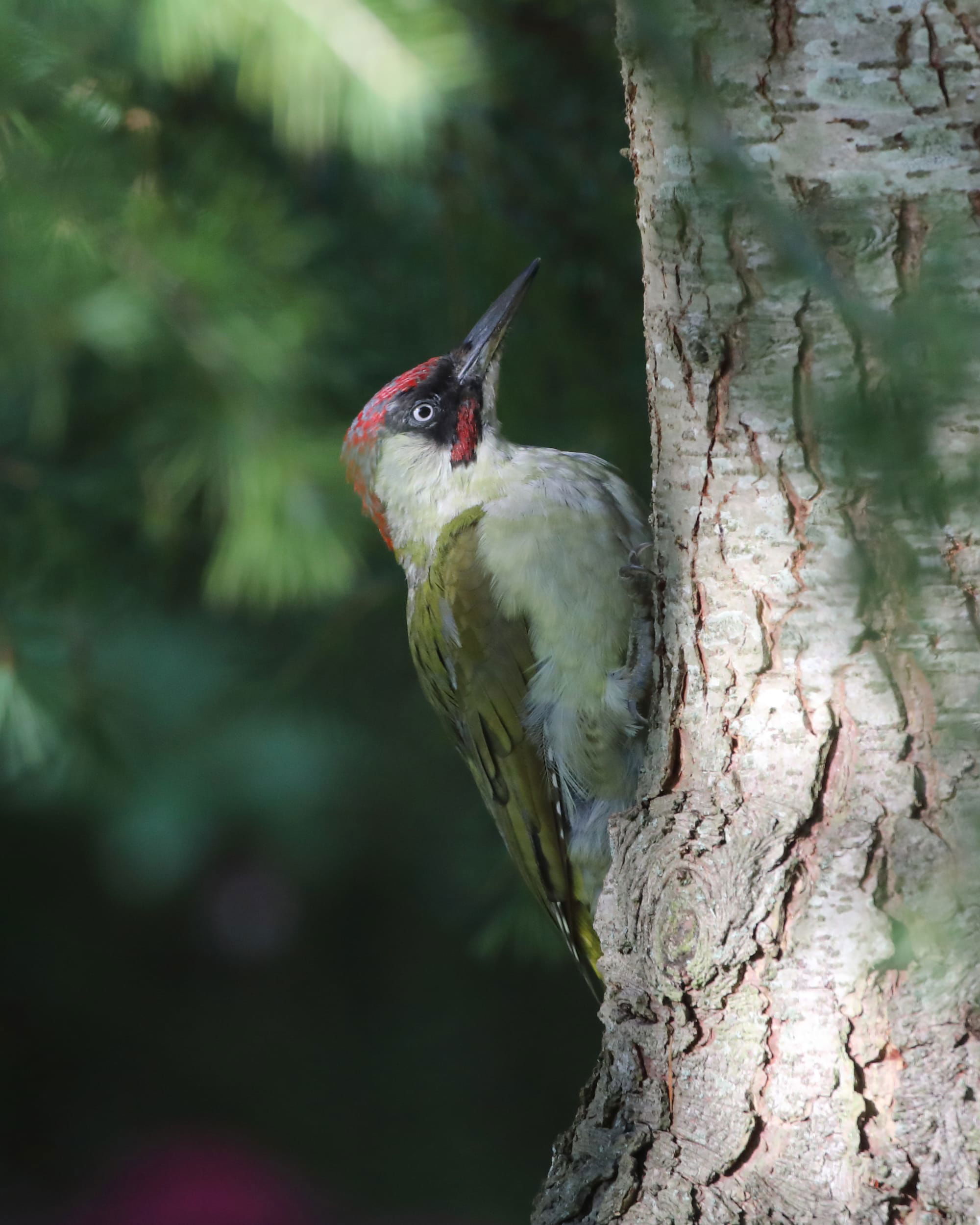 Green Woodpecker