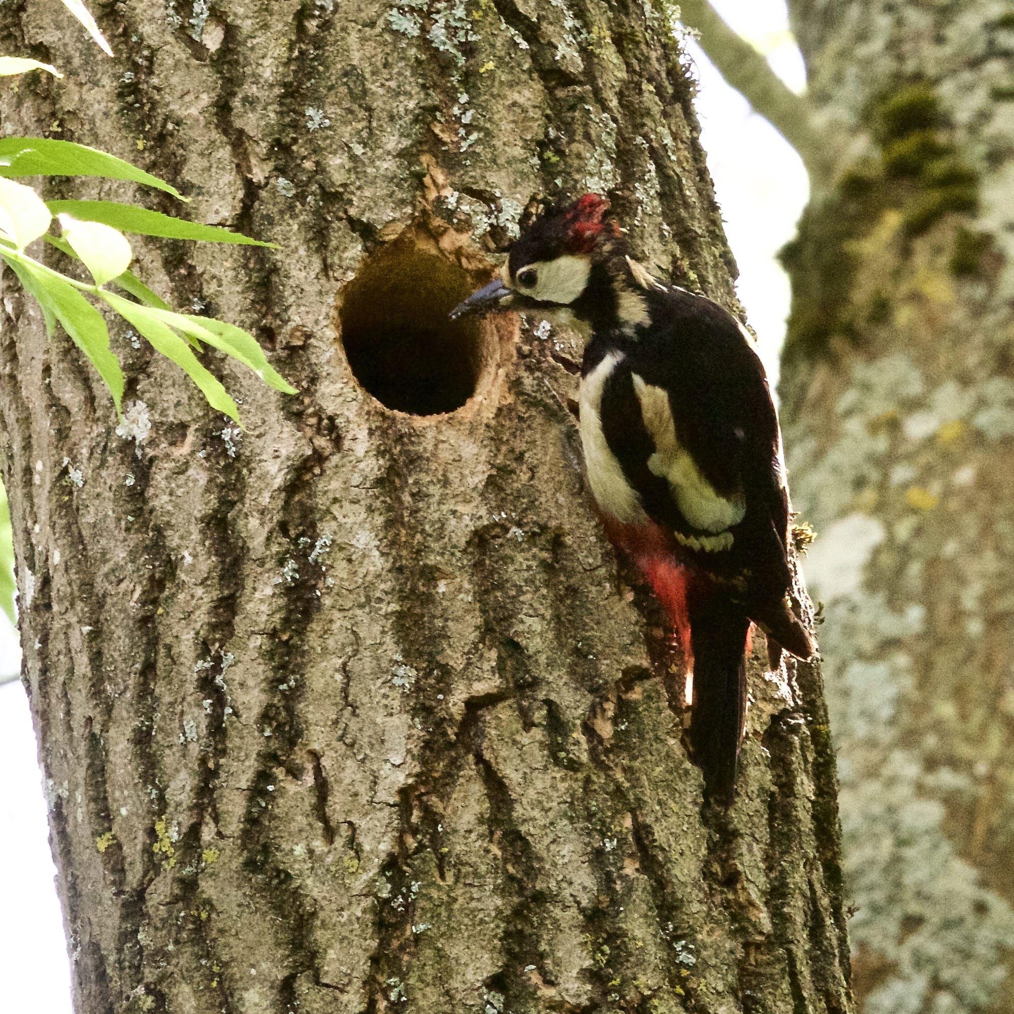 Great Spotted Woodpecker