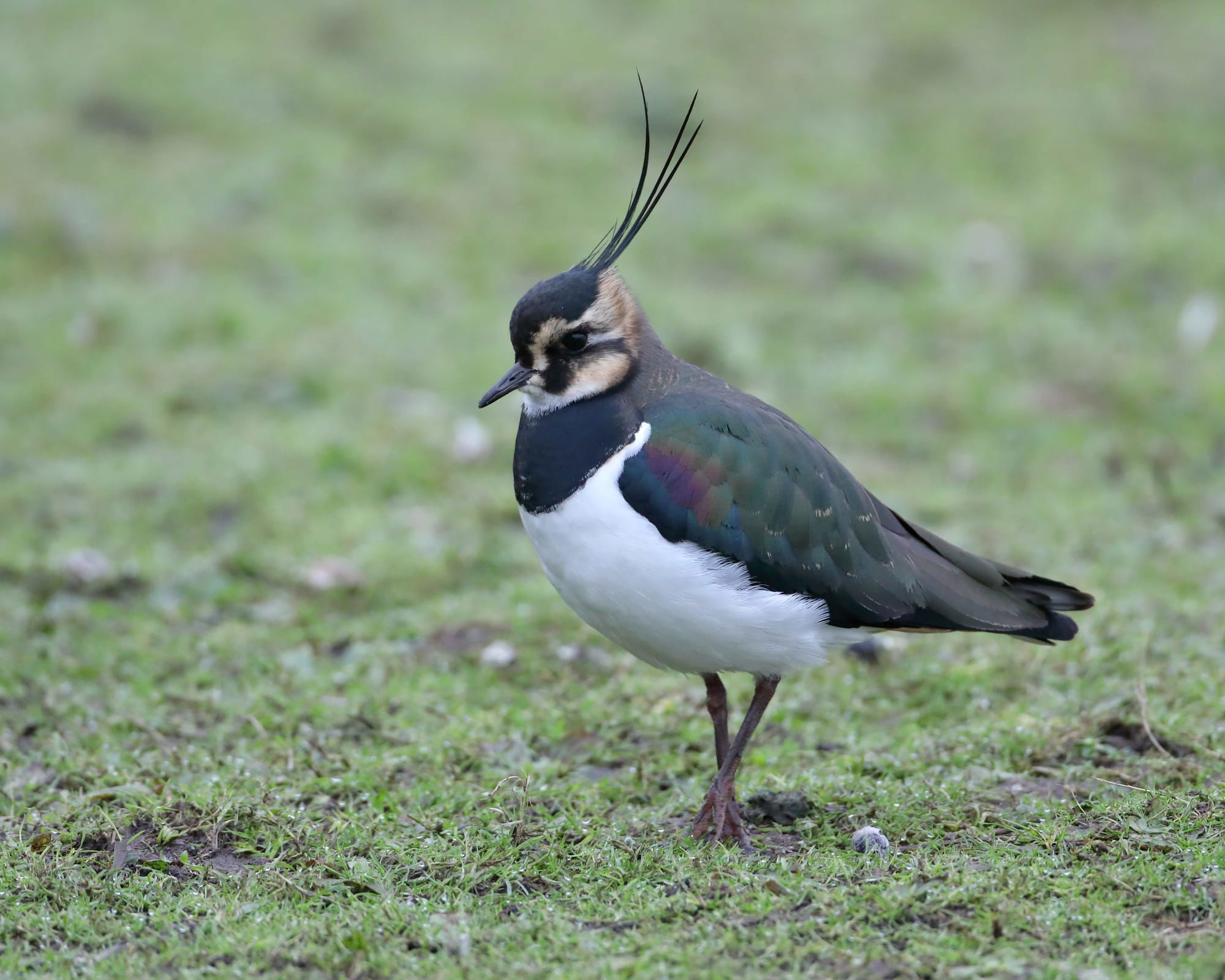 Lapwing