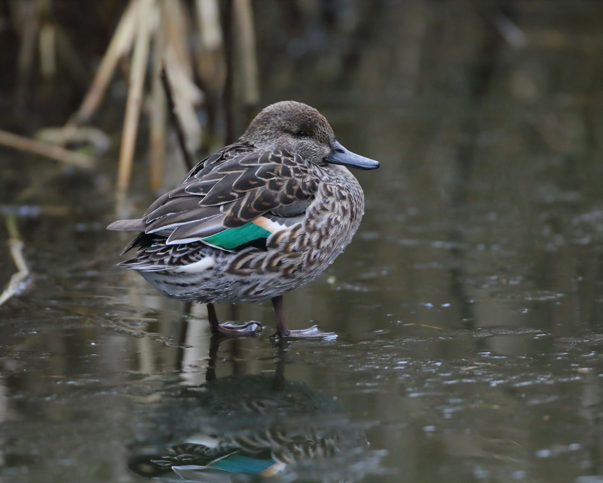 Teal