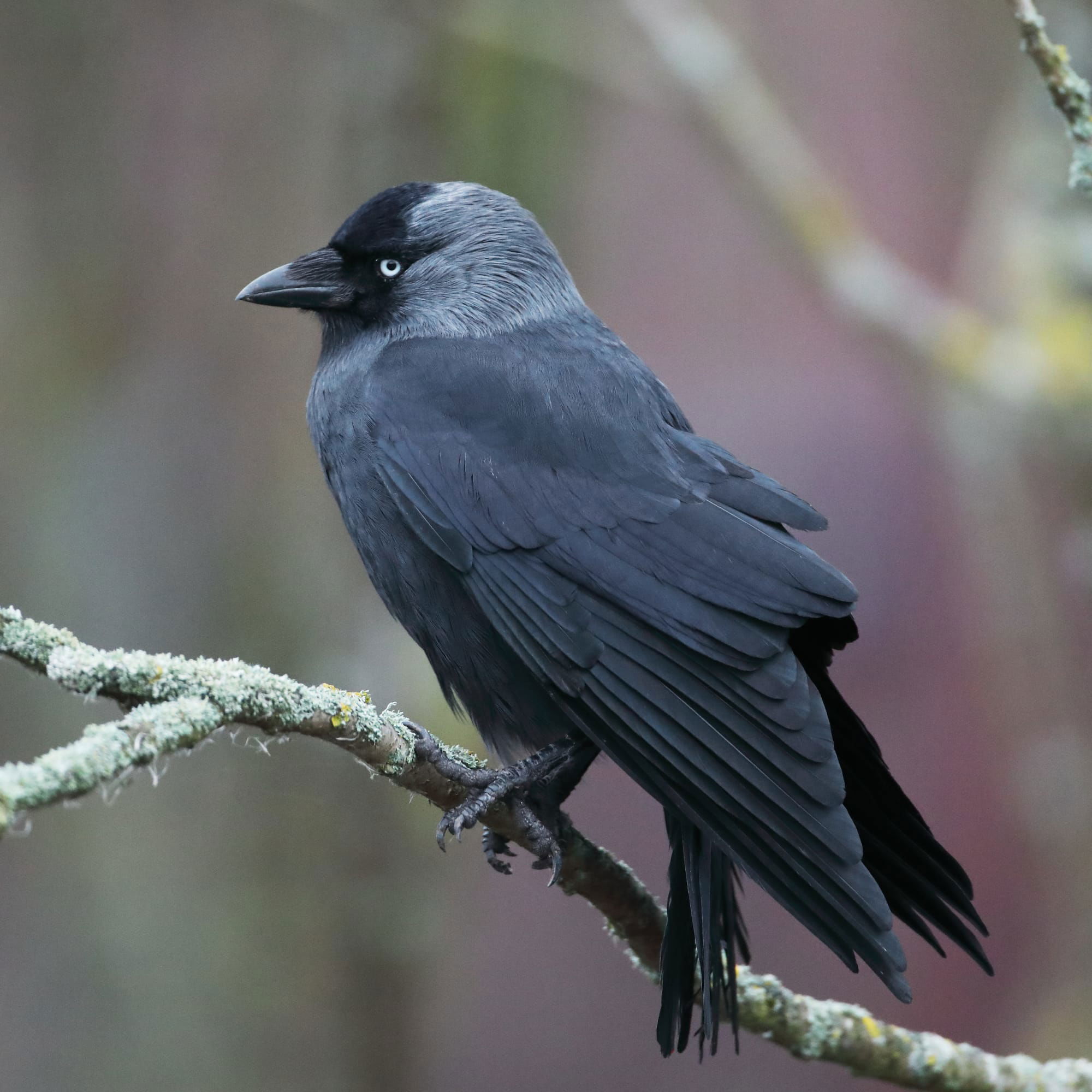 Jackdaw