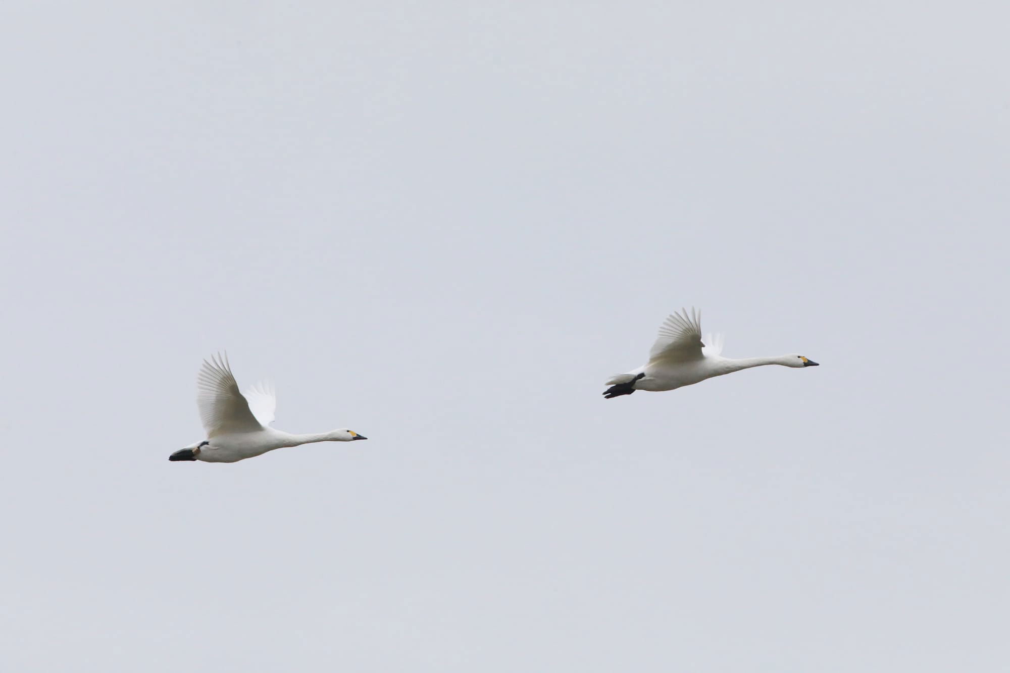 Bewick's Swan