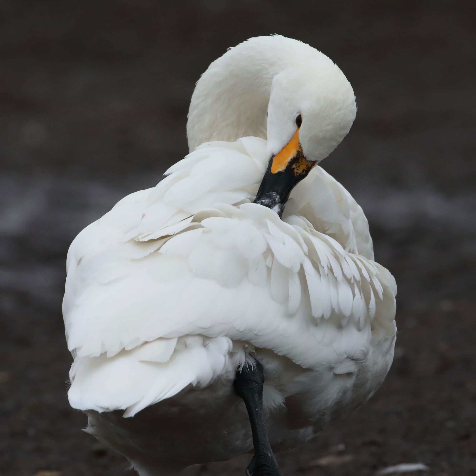 Bewick's Swan