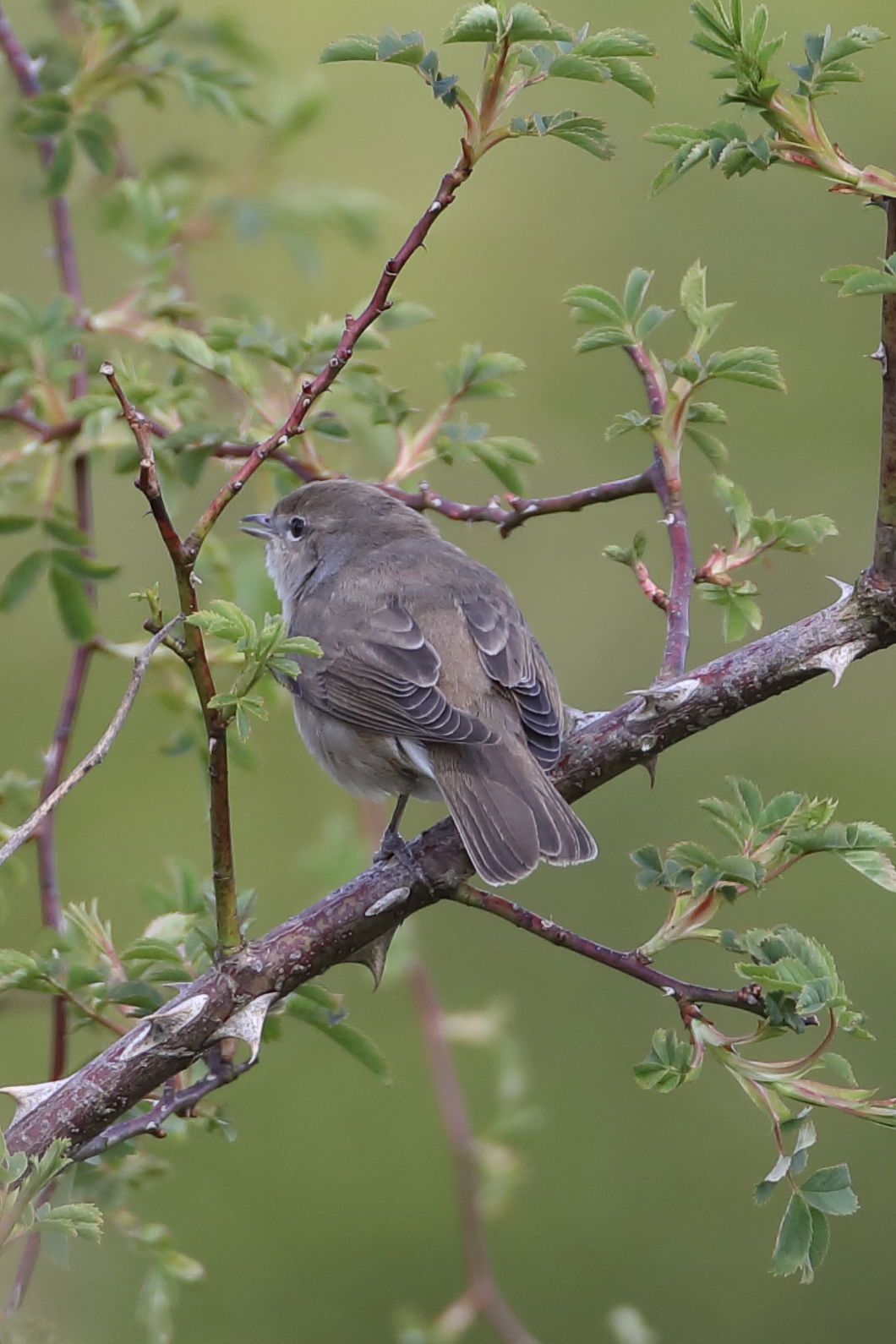 Garden Warbler