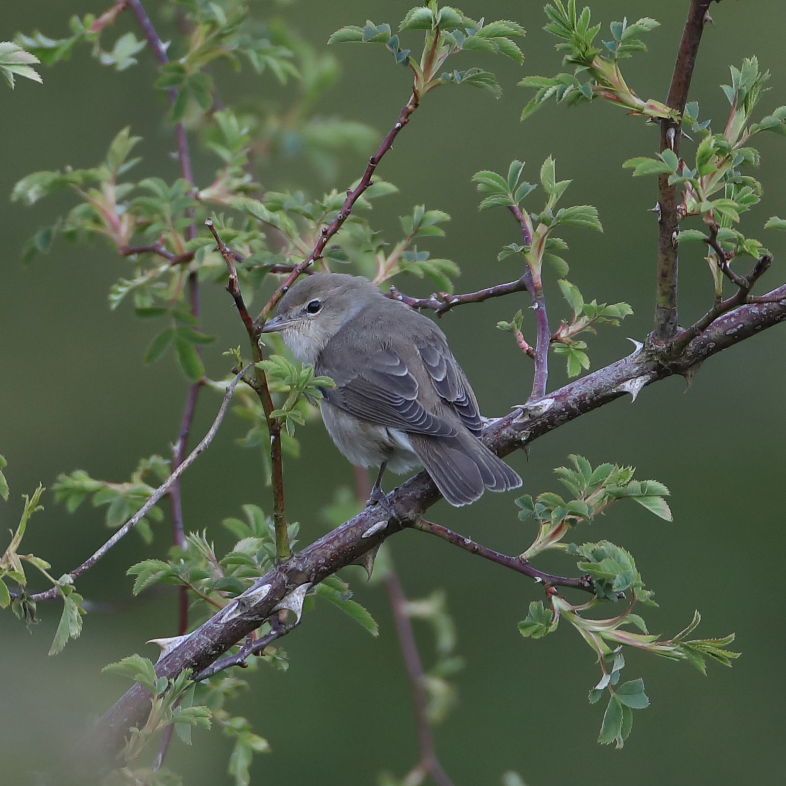 Garden Warbler