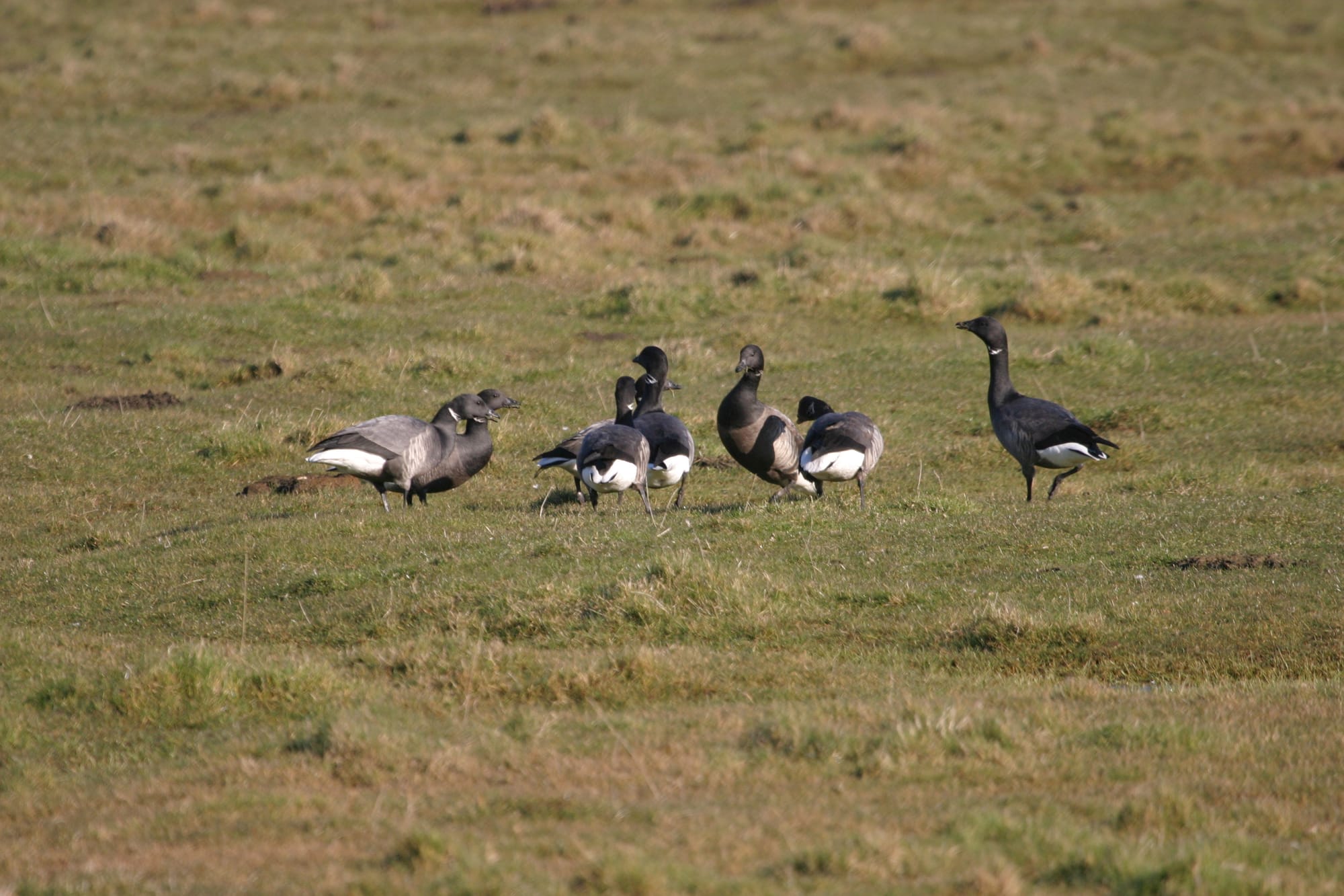 Brent Goose