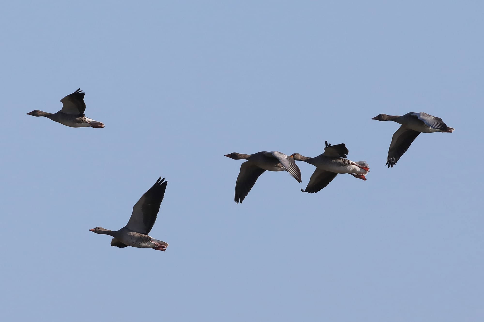 Greylag Goose