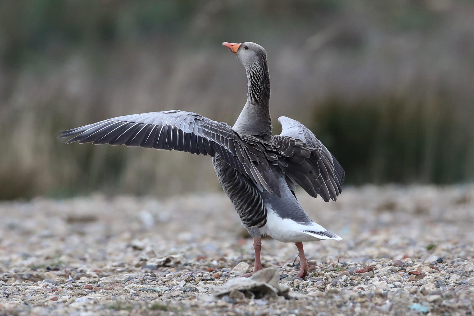 Greylag Goose