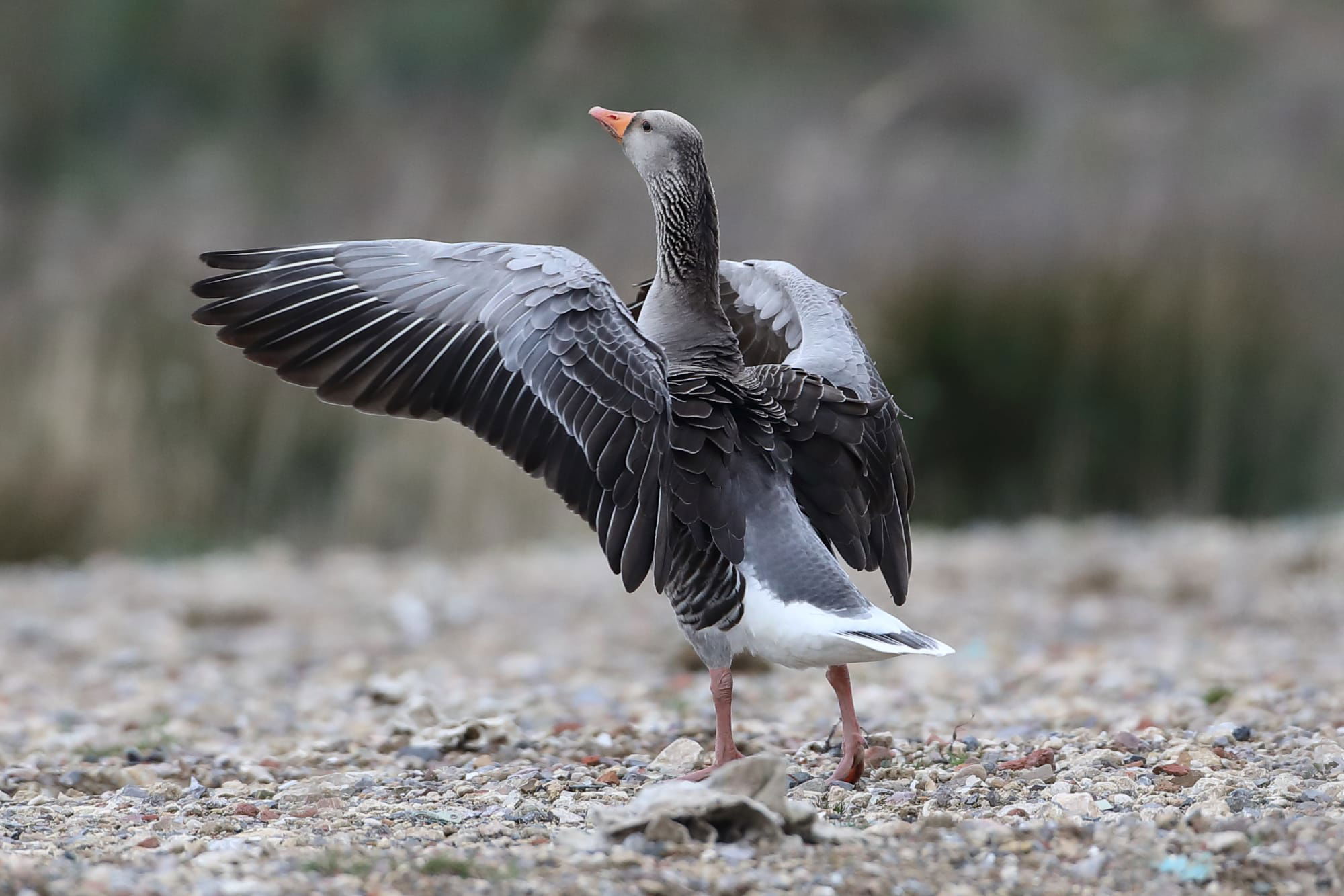 Greylag Goose