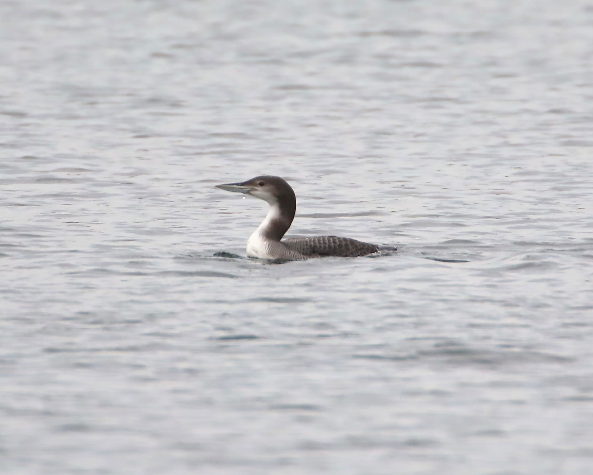 Great Northern Diver