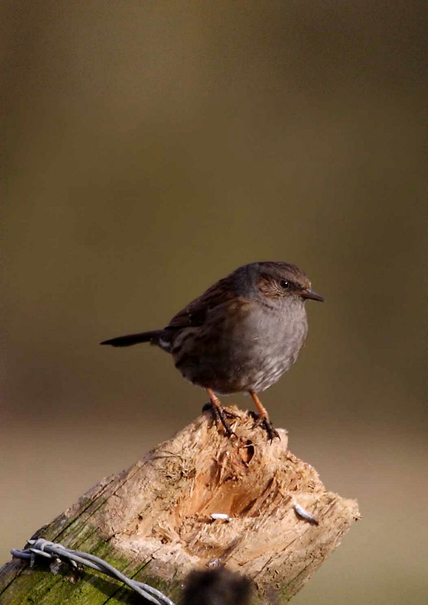 Hedge Sparrow