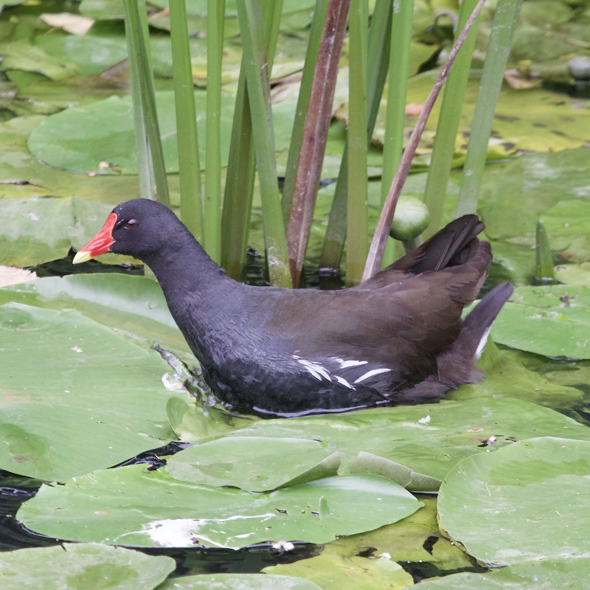 Moorhen