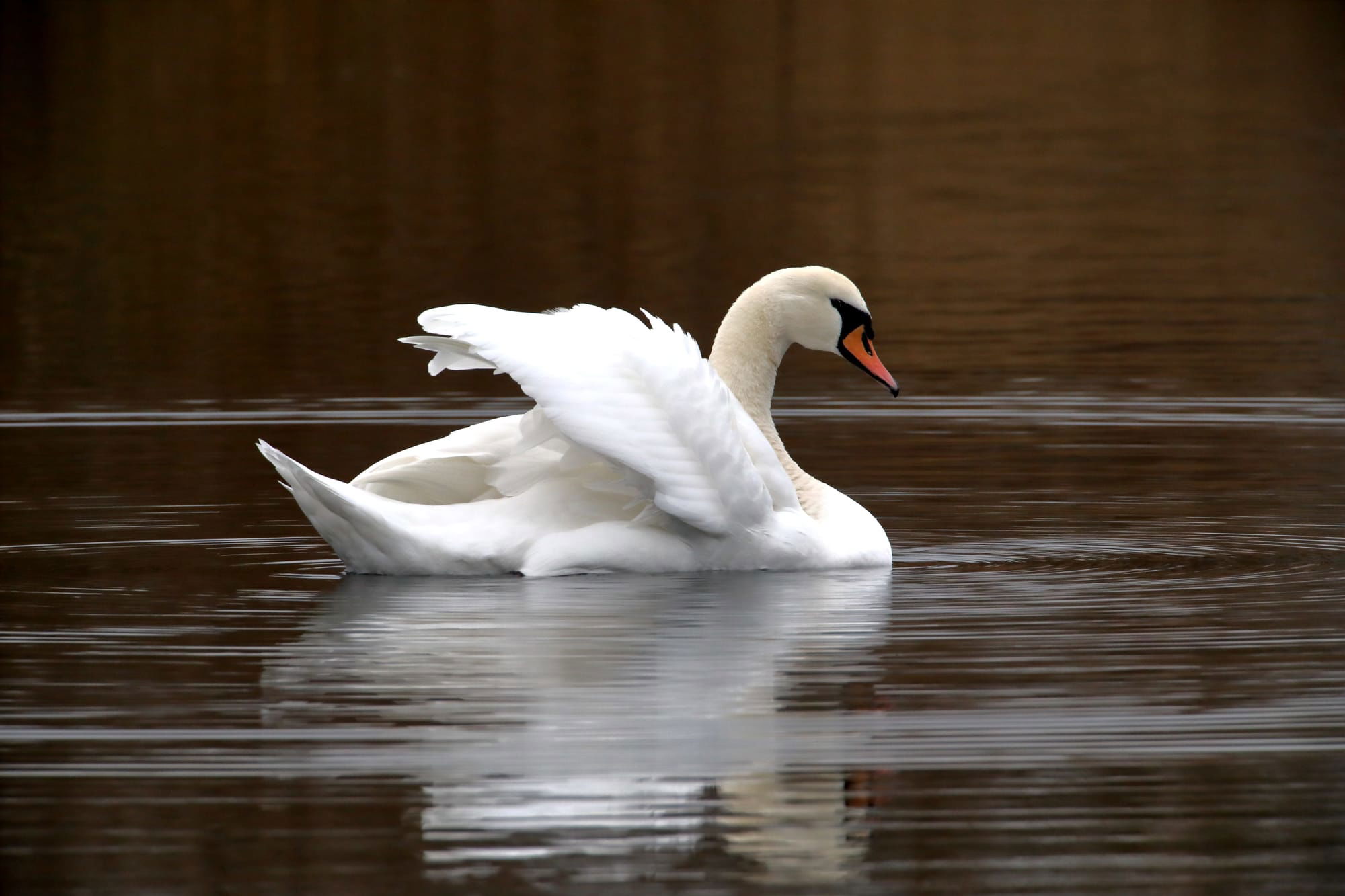 Mute Swan