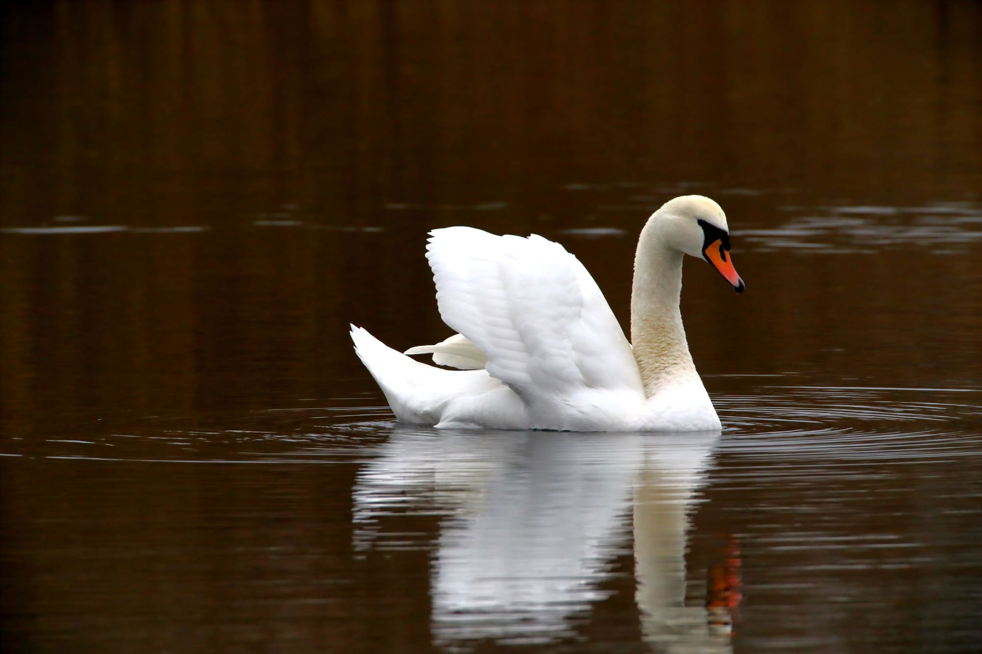 Mute Swan