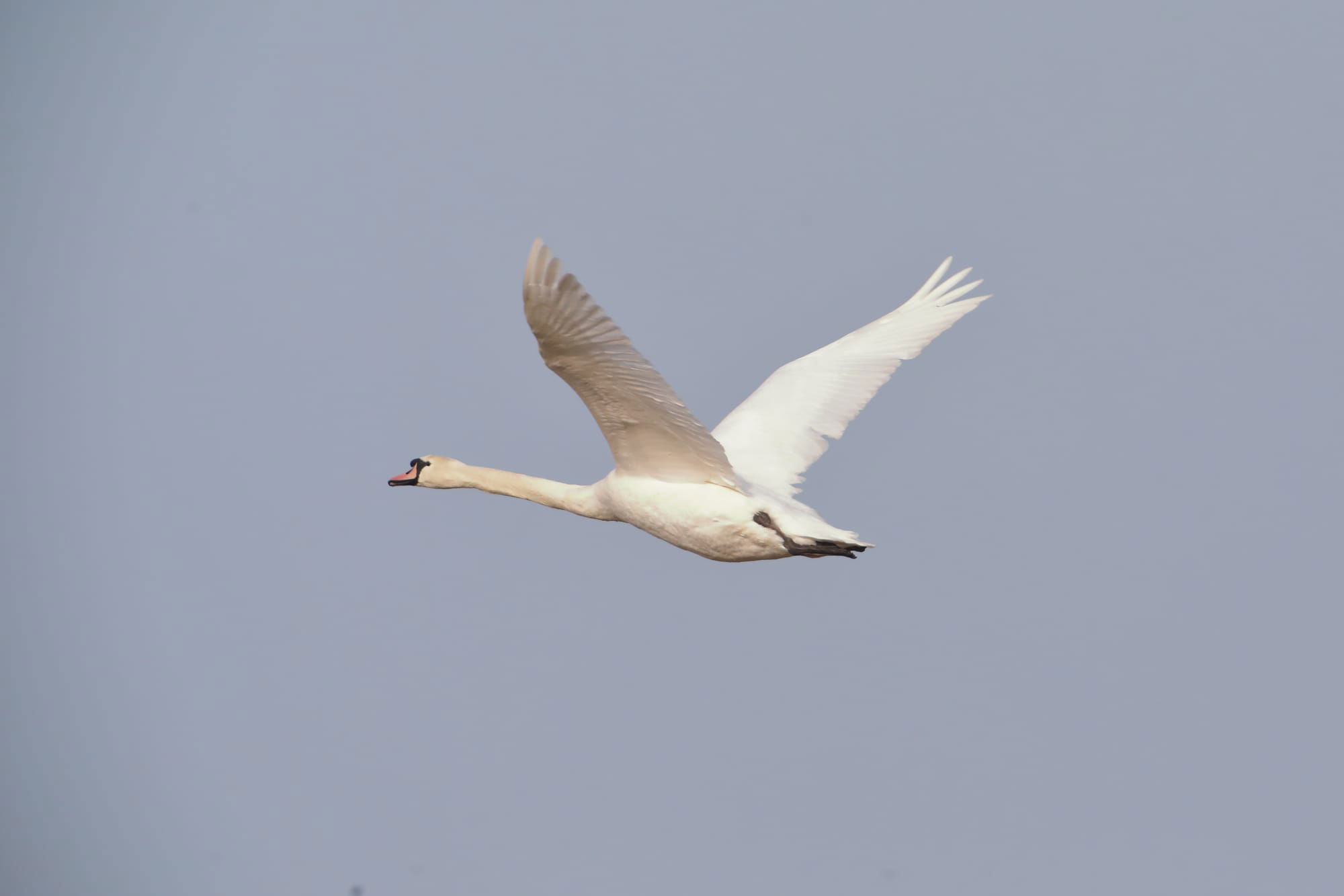 Mute Swan