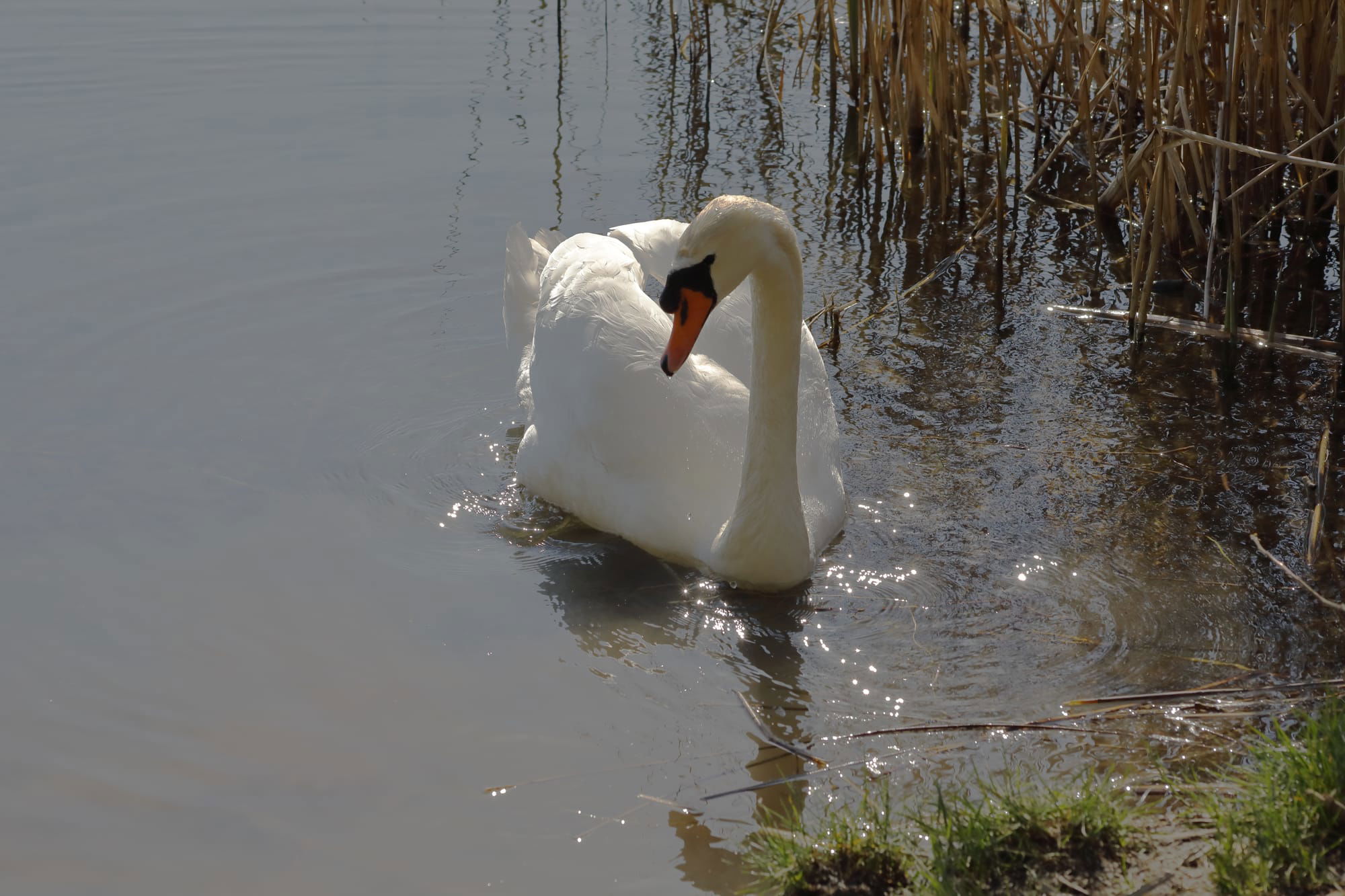 Mute Swan