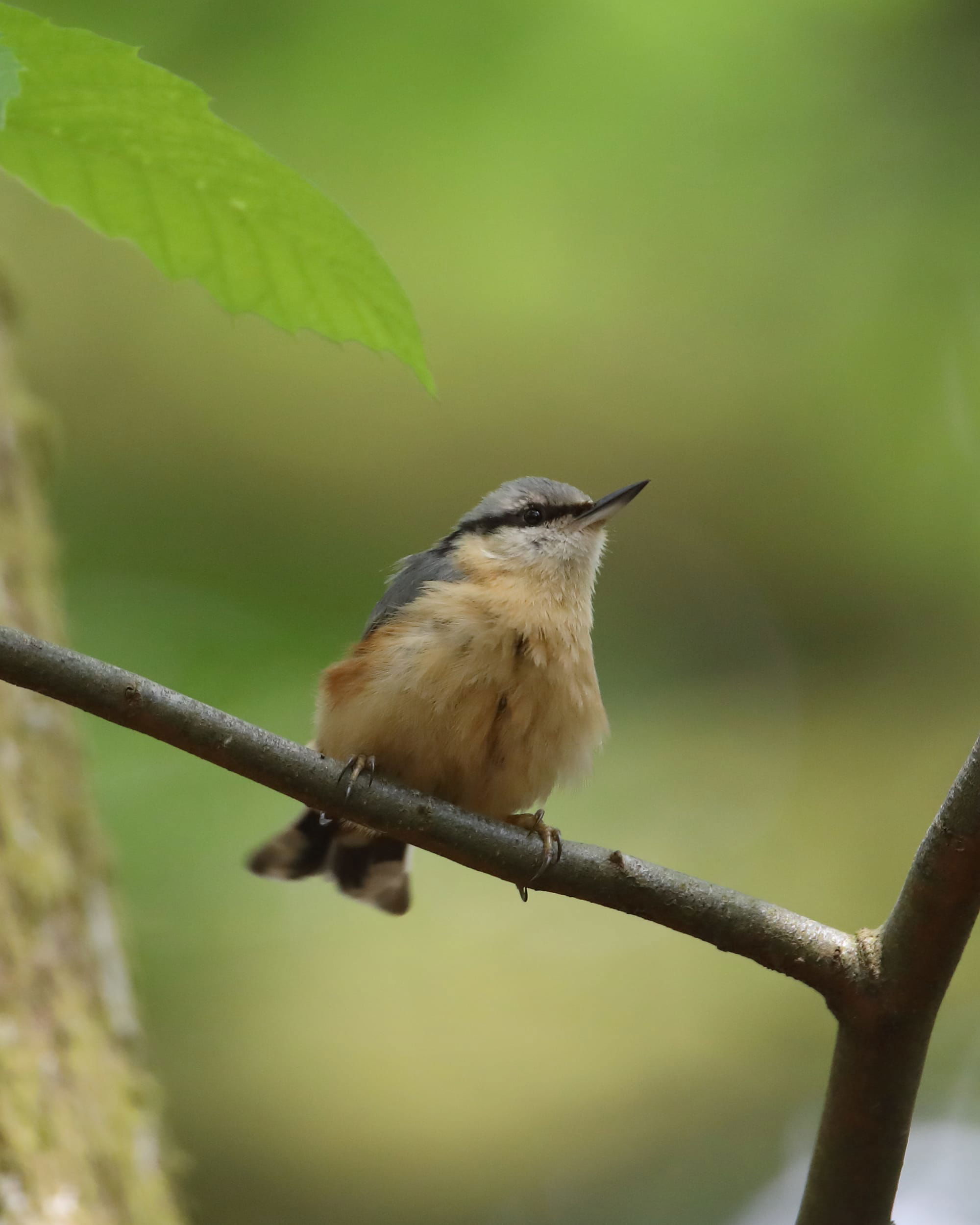 Nuthatch