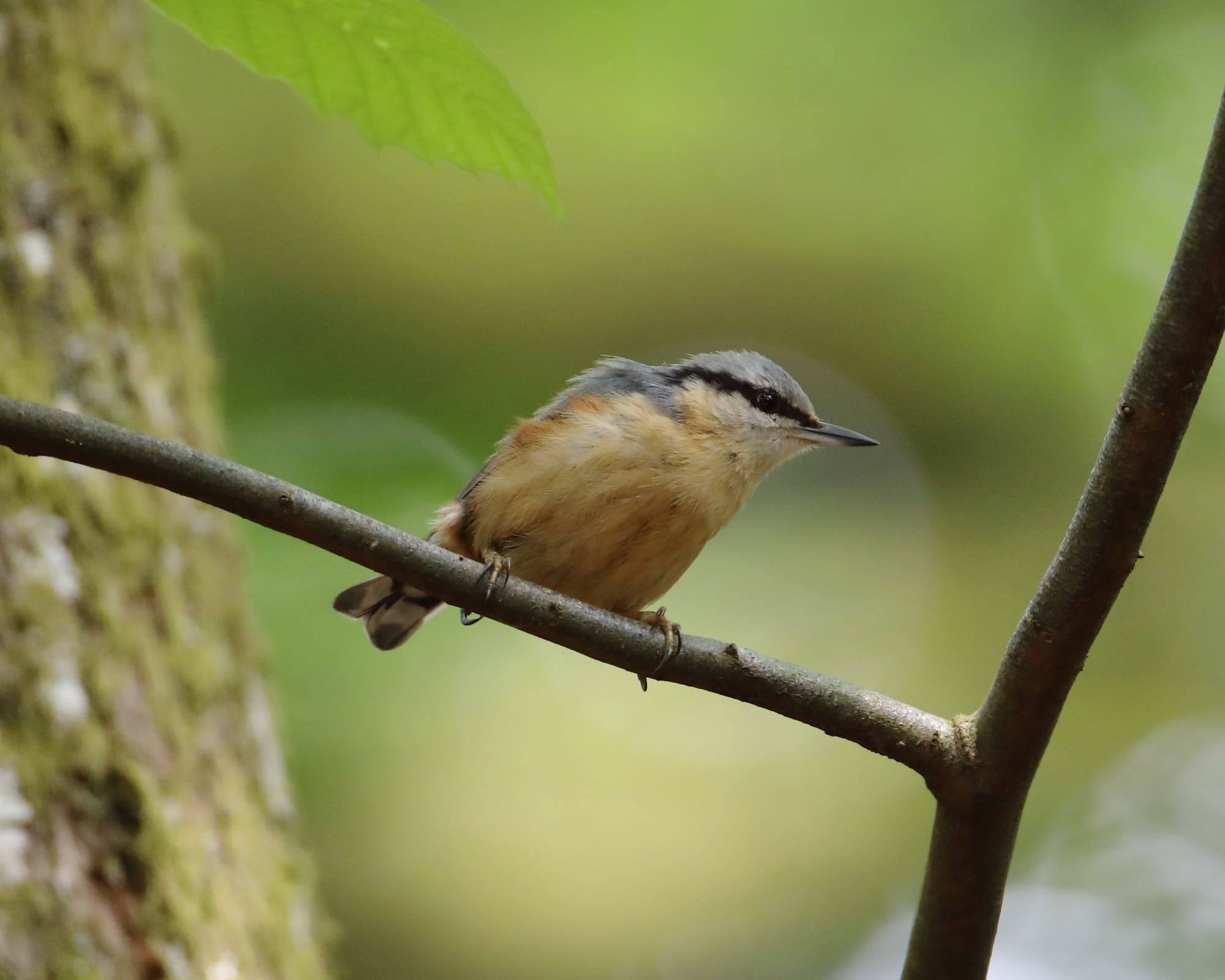 Nuthatch