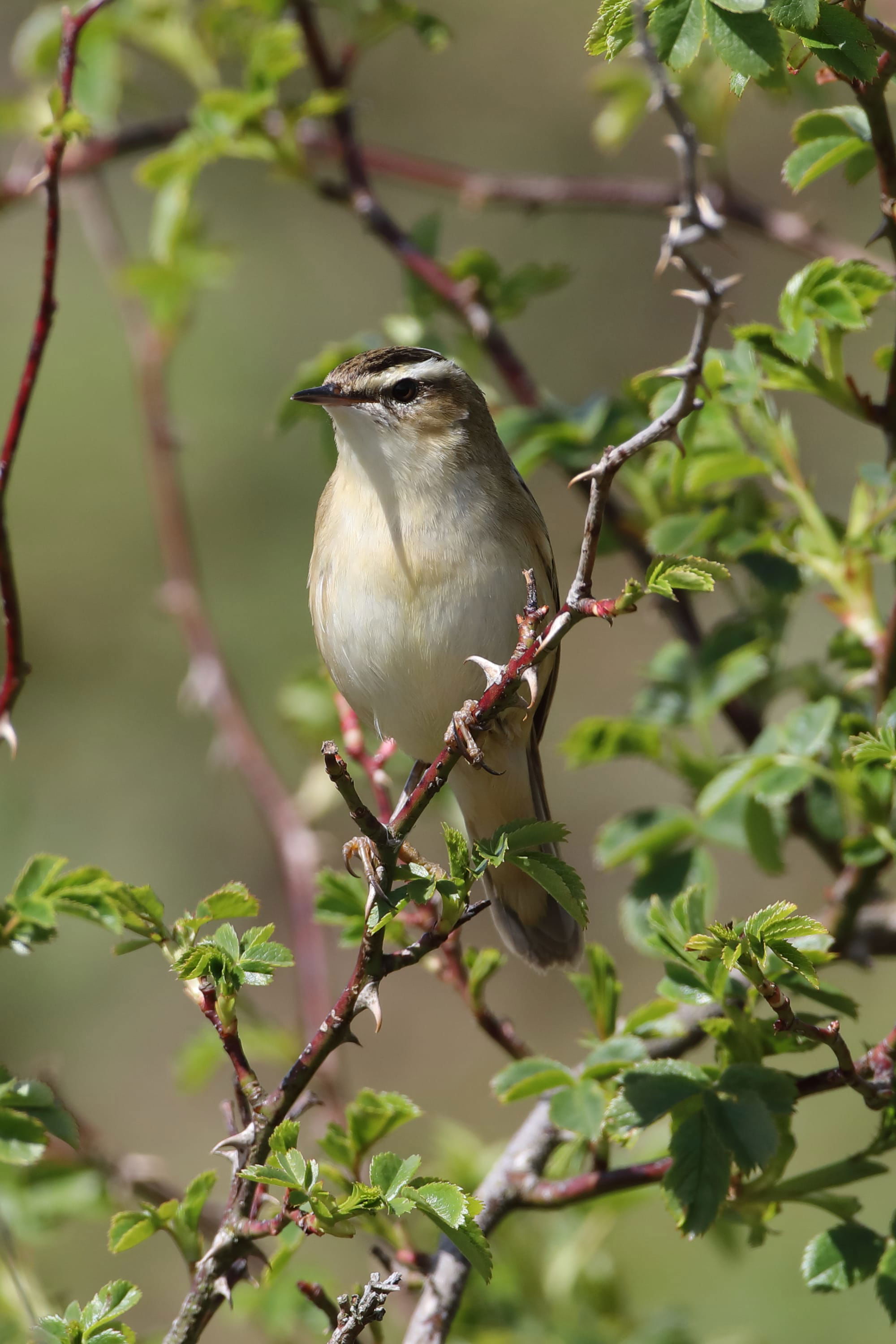 Sedge Warbler