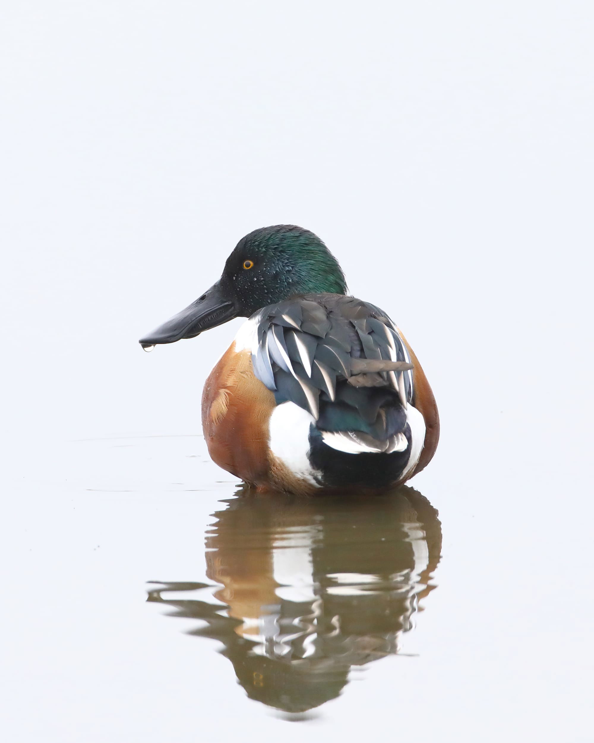 Shoveler