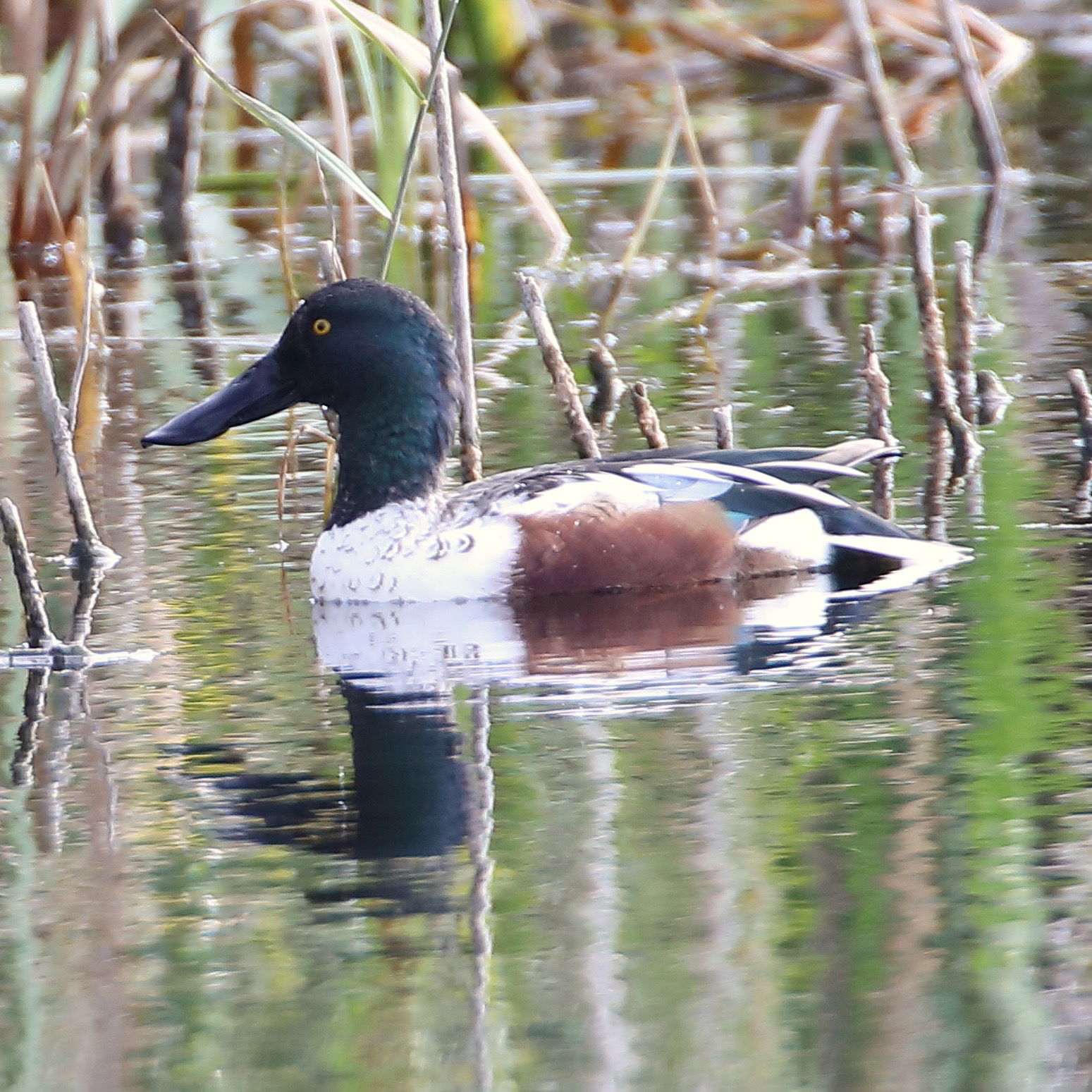 Shoveler