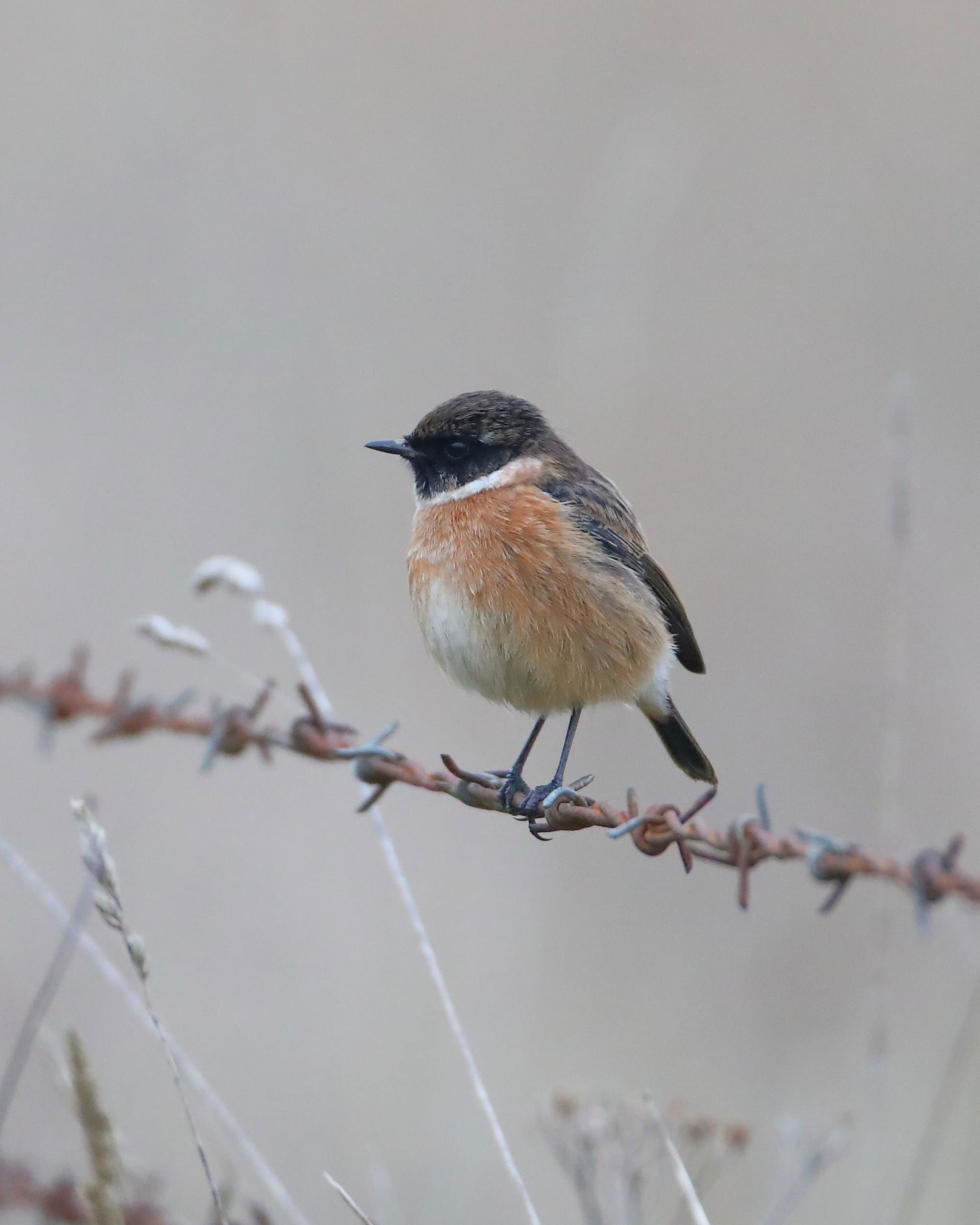 Stonechat