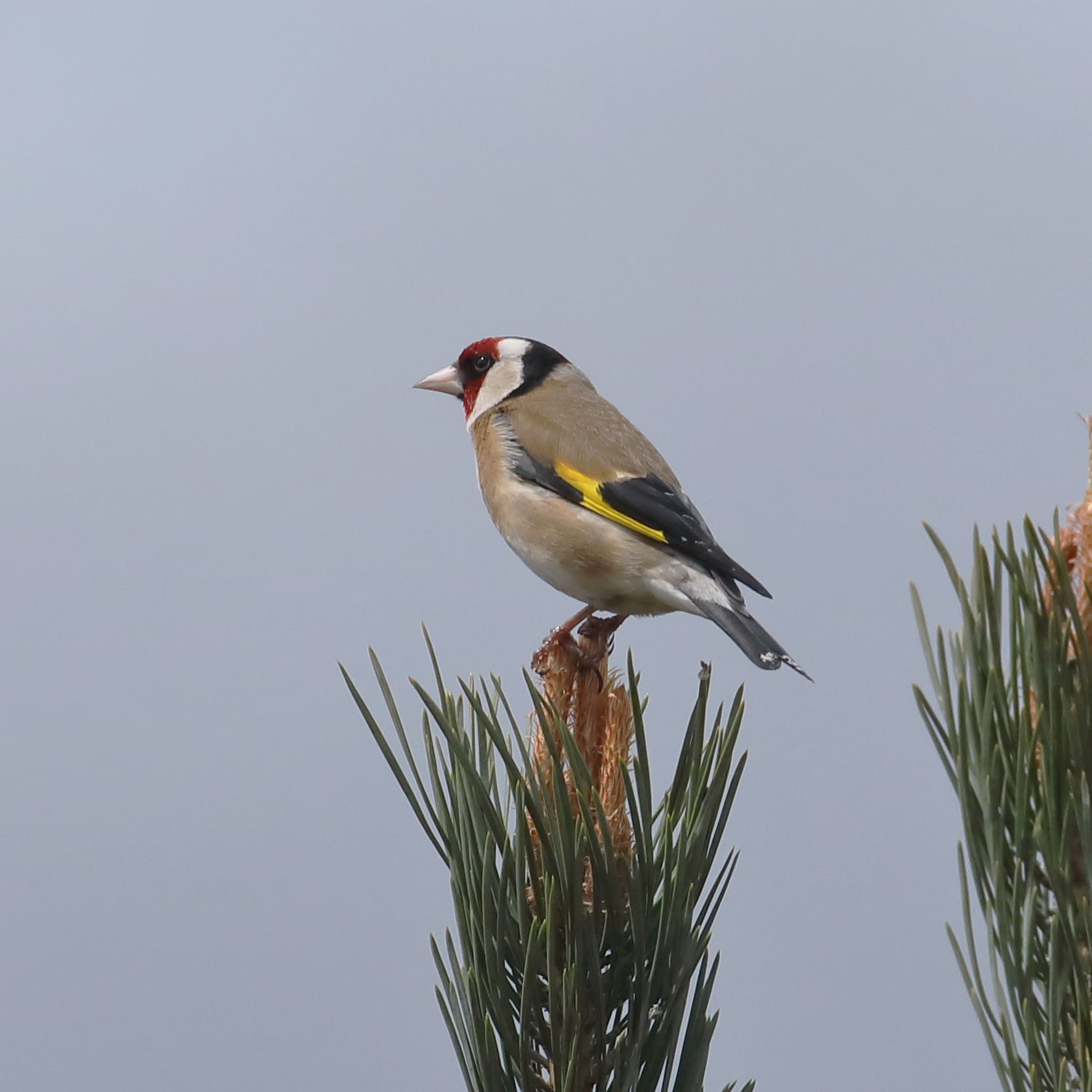 Goldfinch