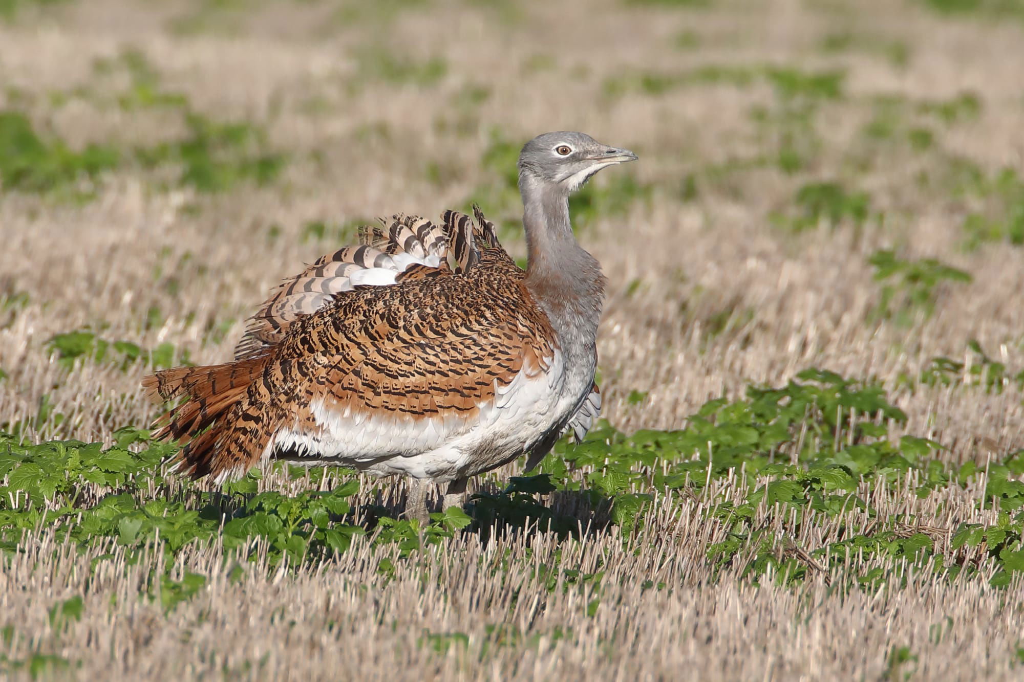 Great Bustard