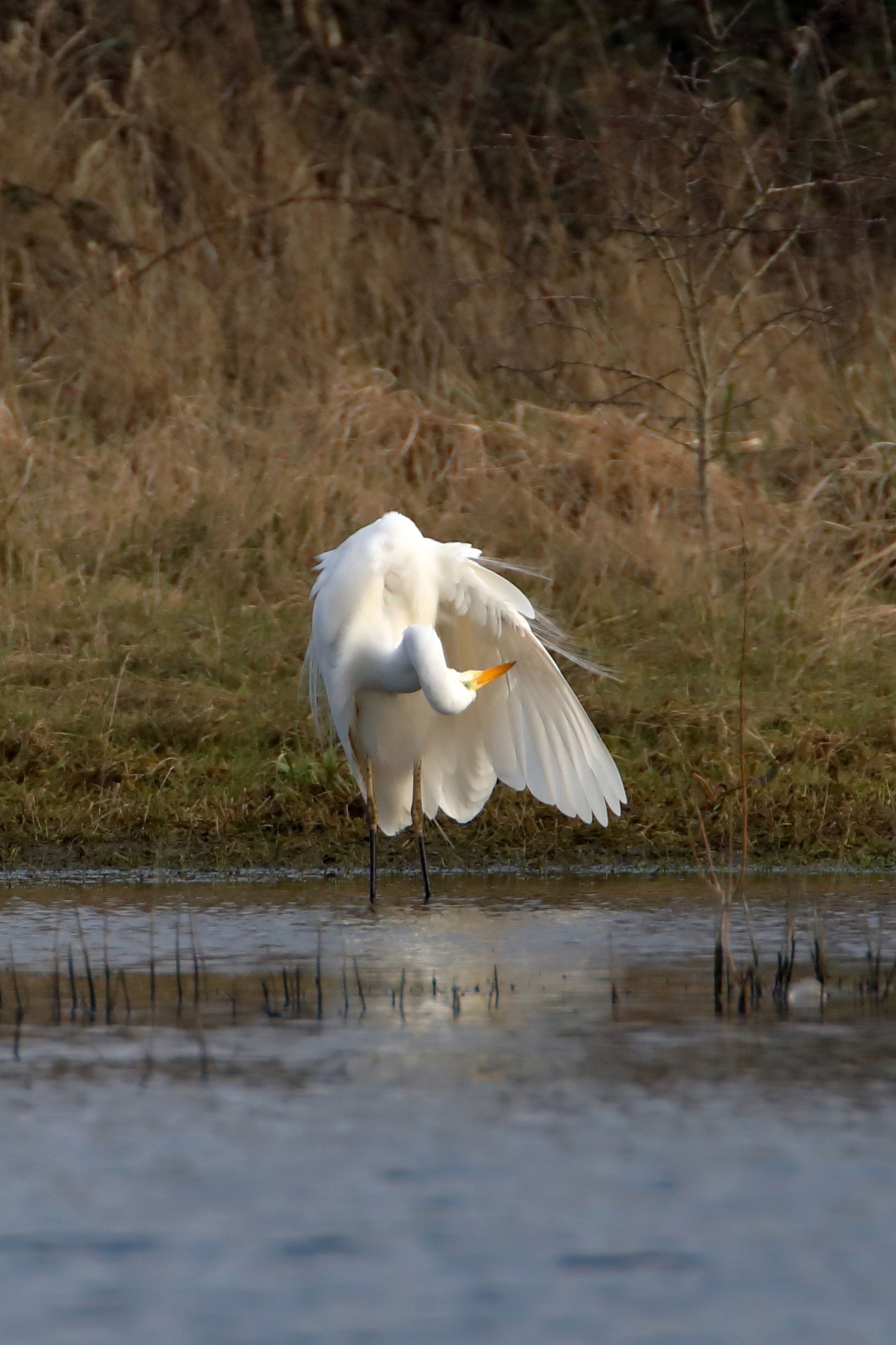 Great White Egret