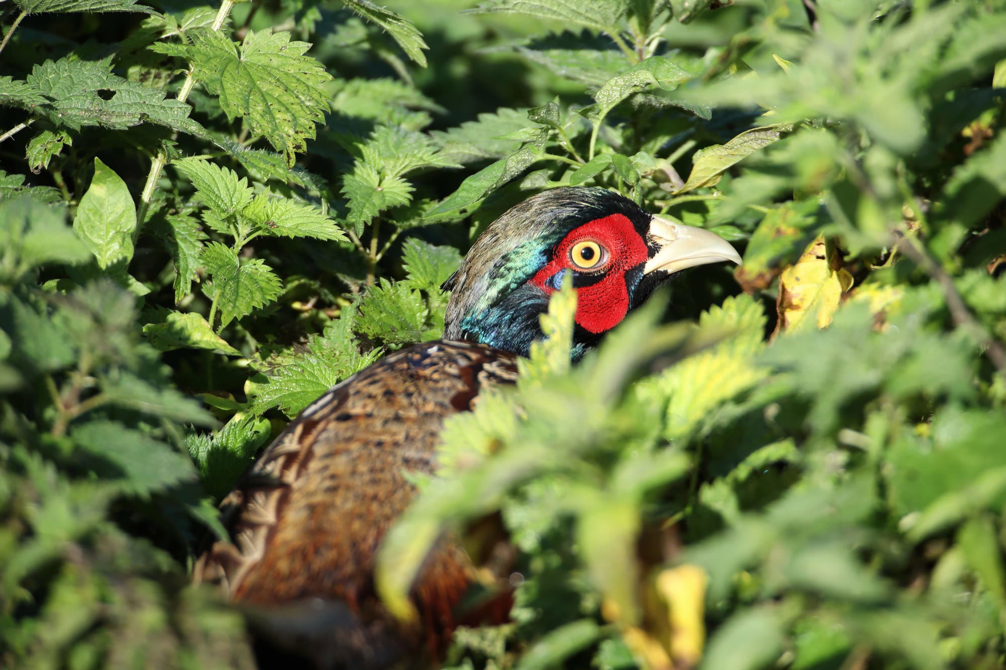 Pheasant