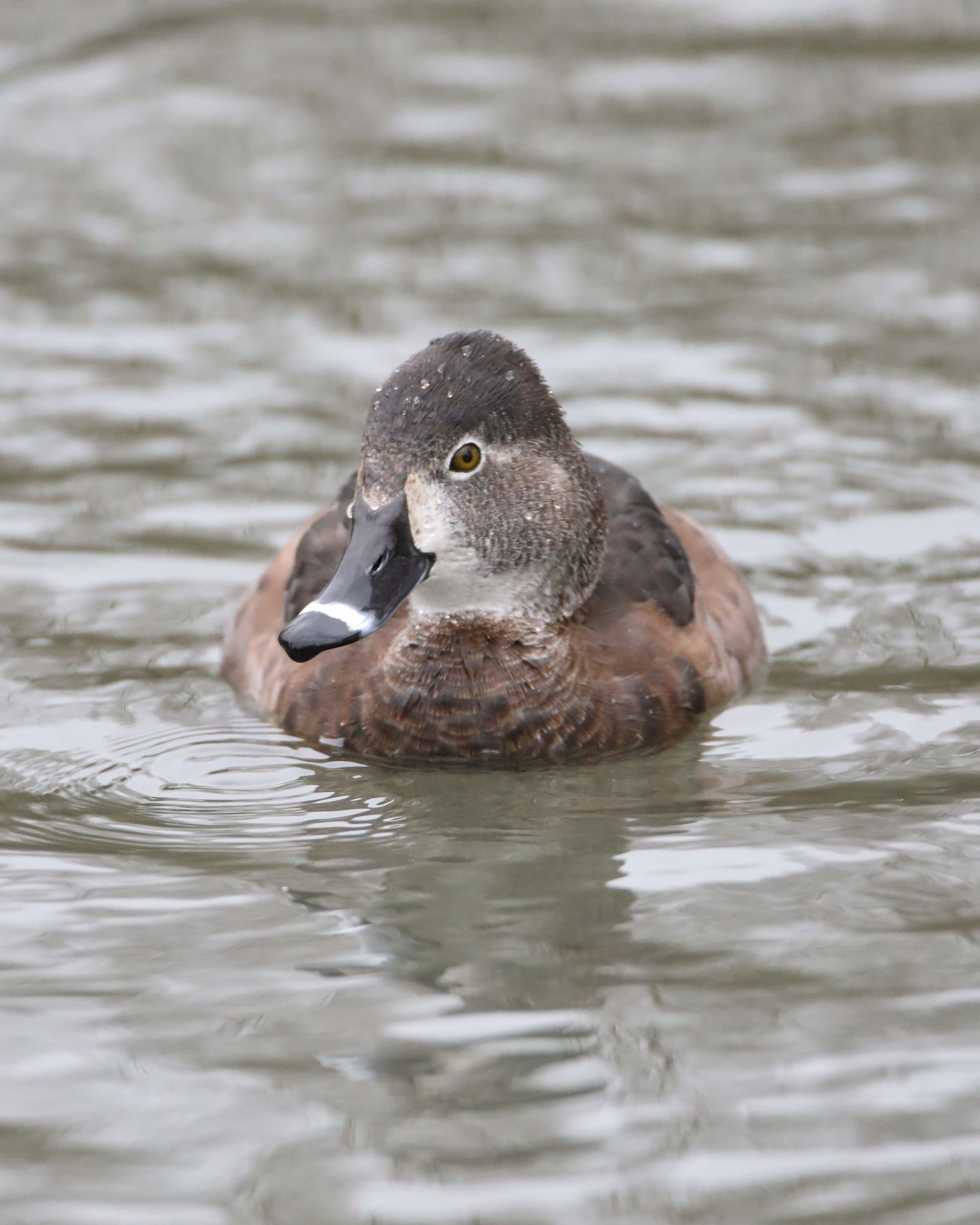 Ring-necked Duck