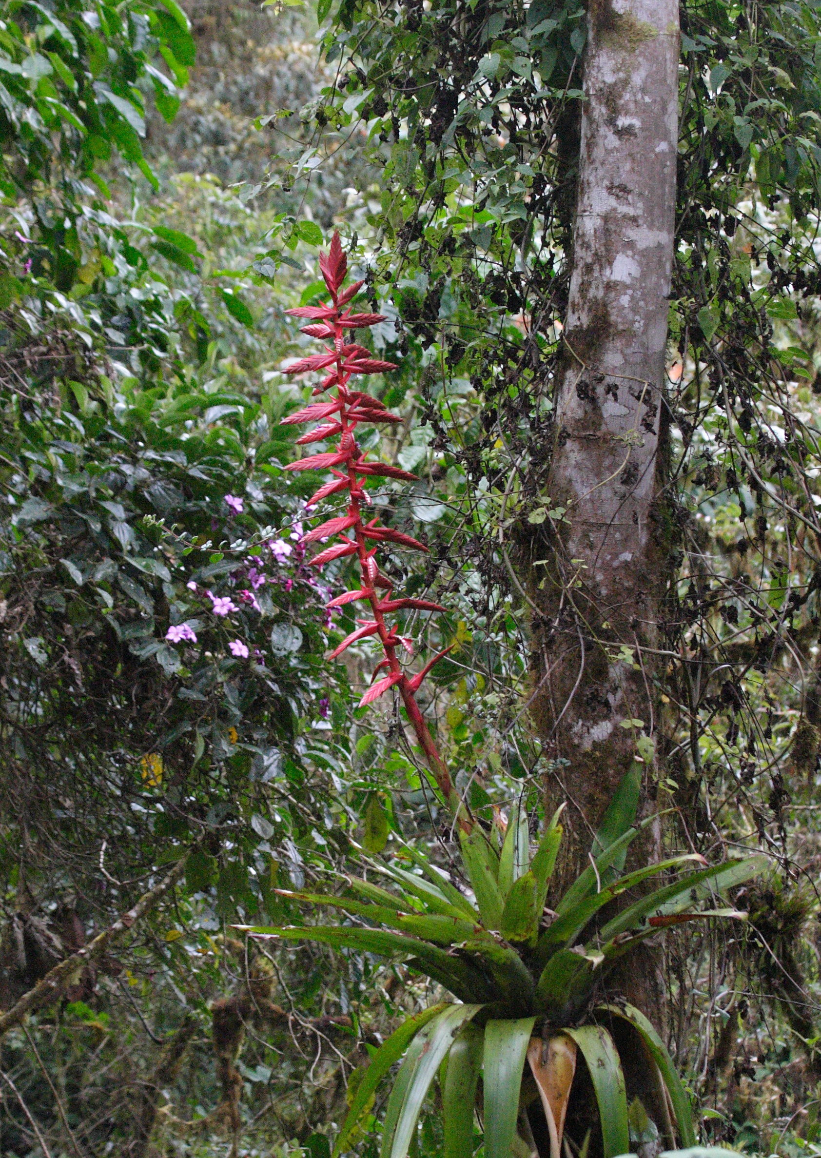 Bromeliad