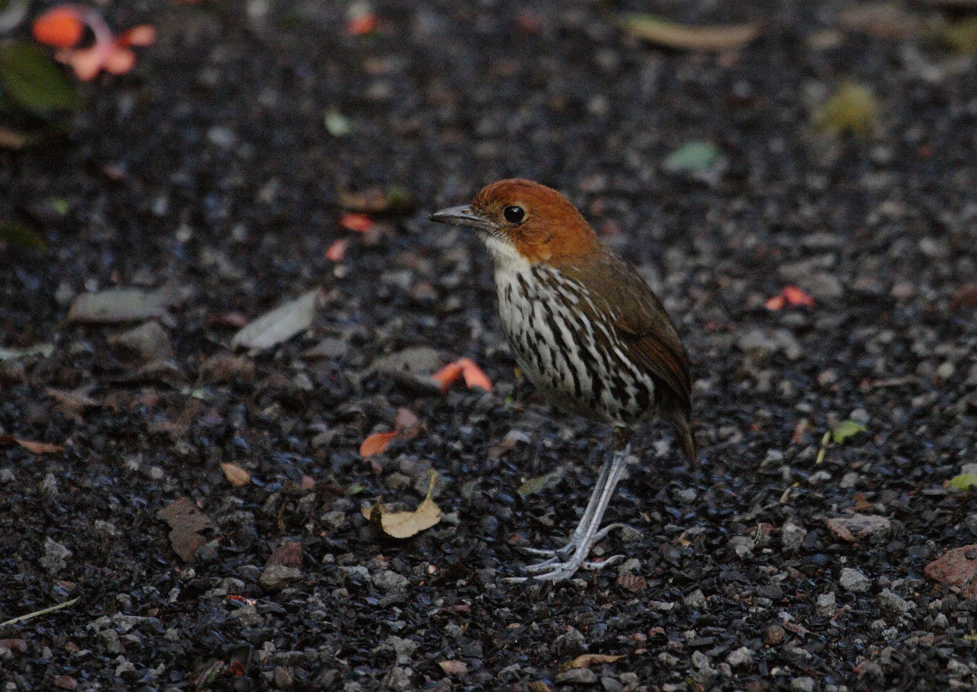 Chestnut-crowned Antpitta