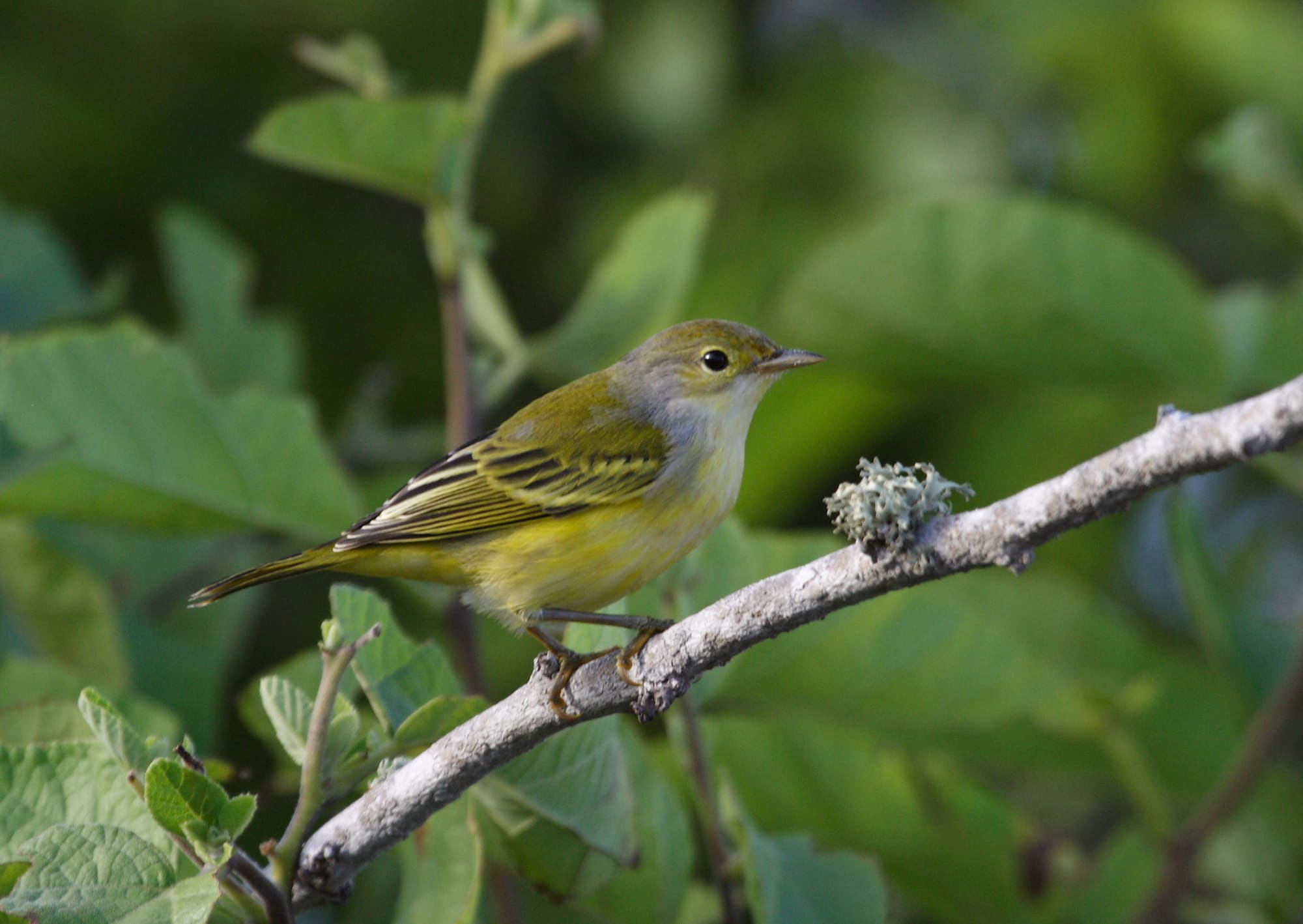 Yellow Warbler