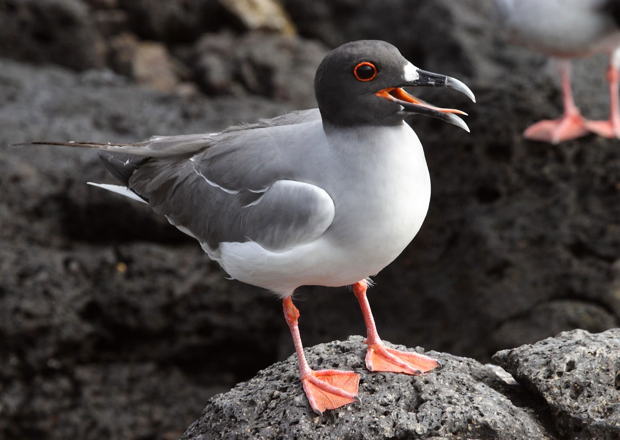 Swallow-tailed Gull