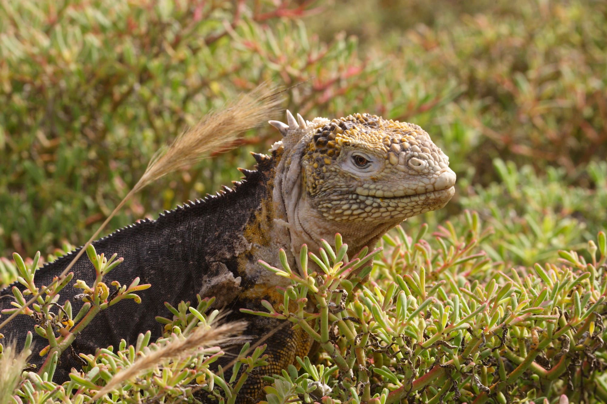 Land Iguana