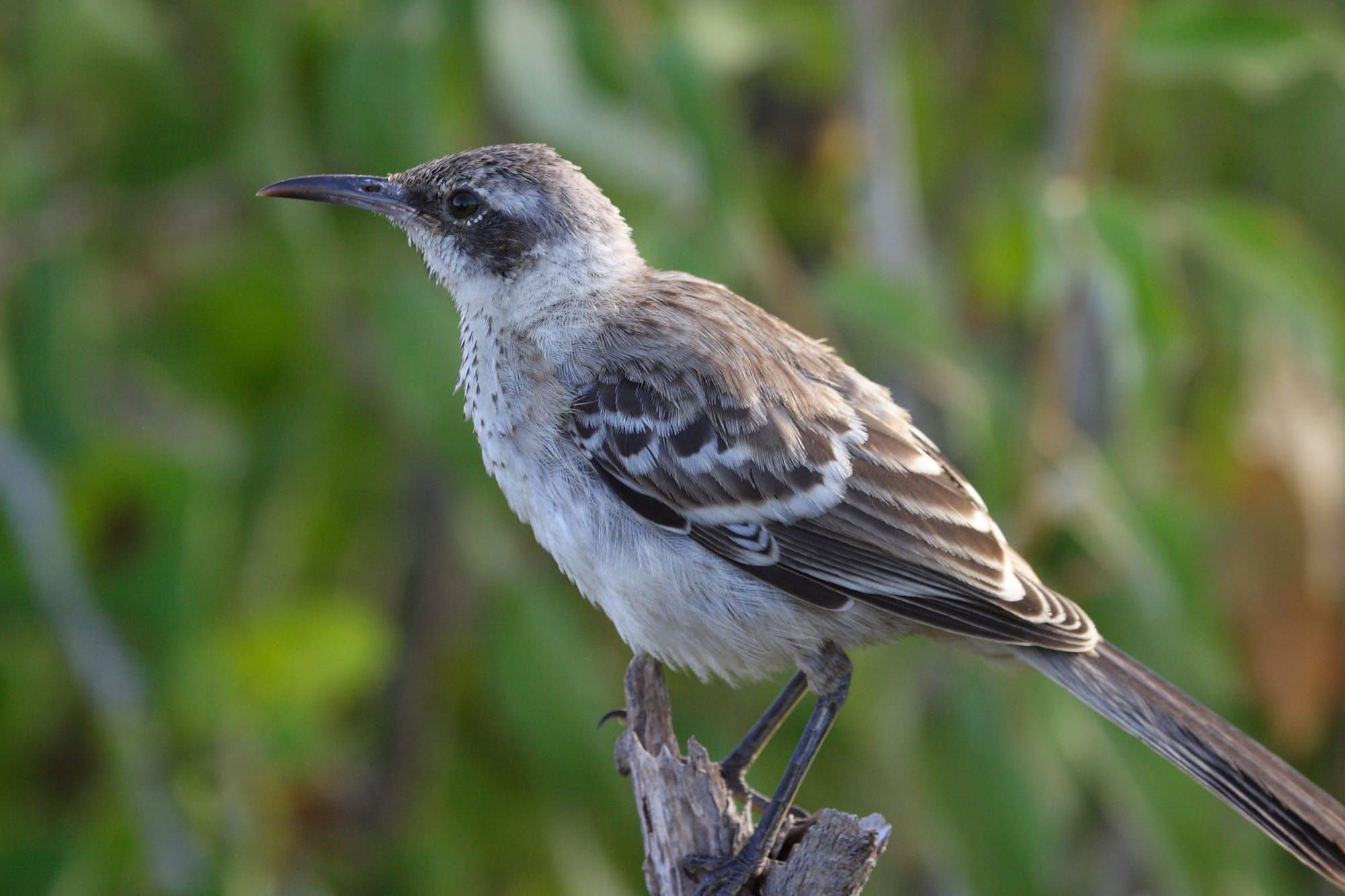 Galapagos Mockingbird