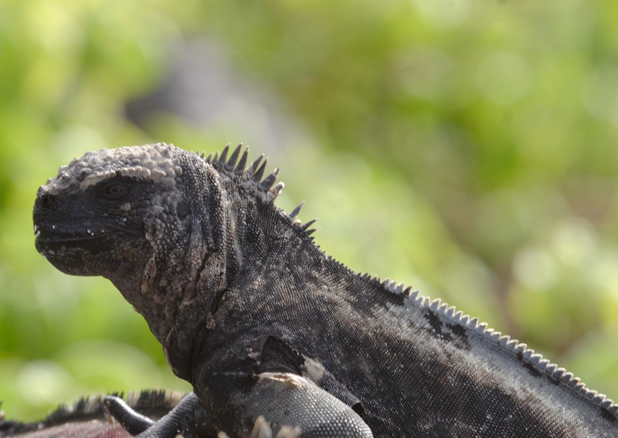 Marine Iguana