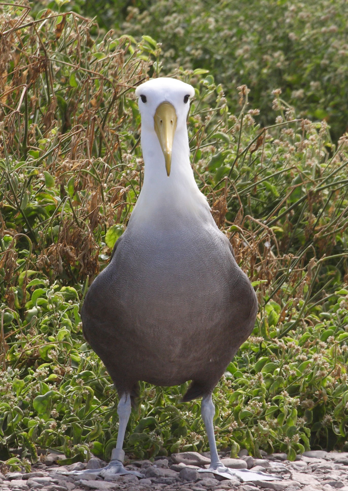 Waved Albatross