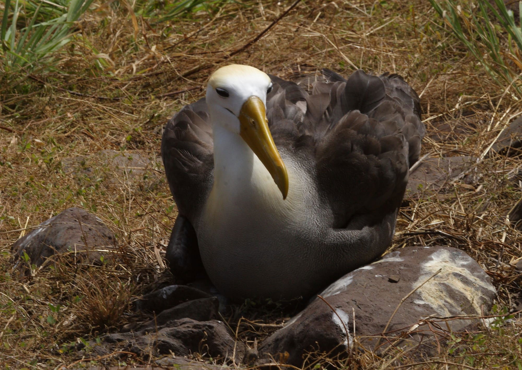 Waved Albatross